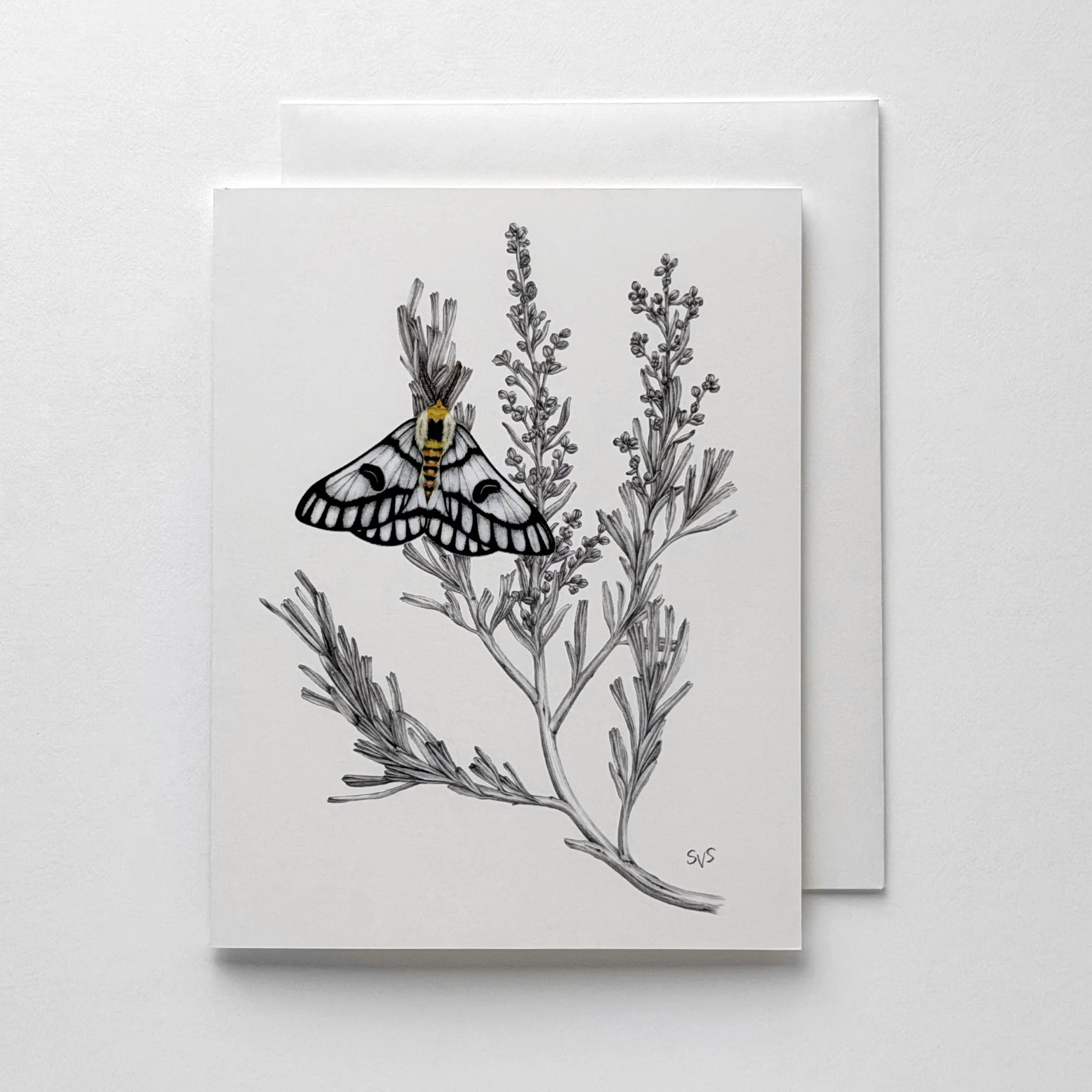 hera buckmoth.jpg