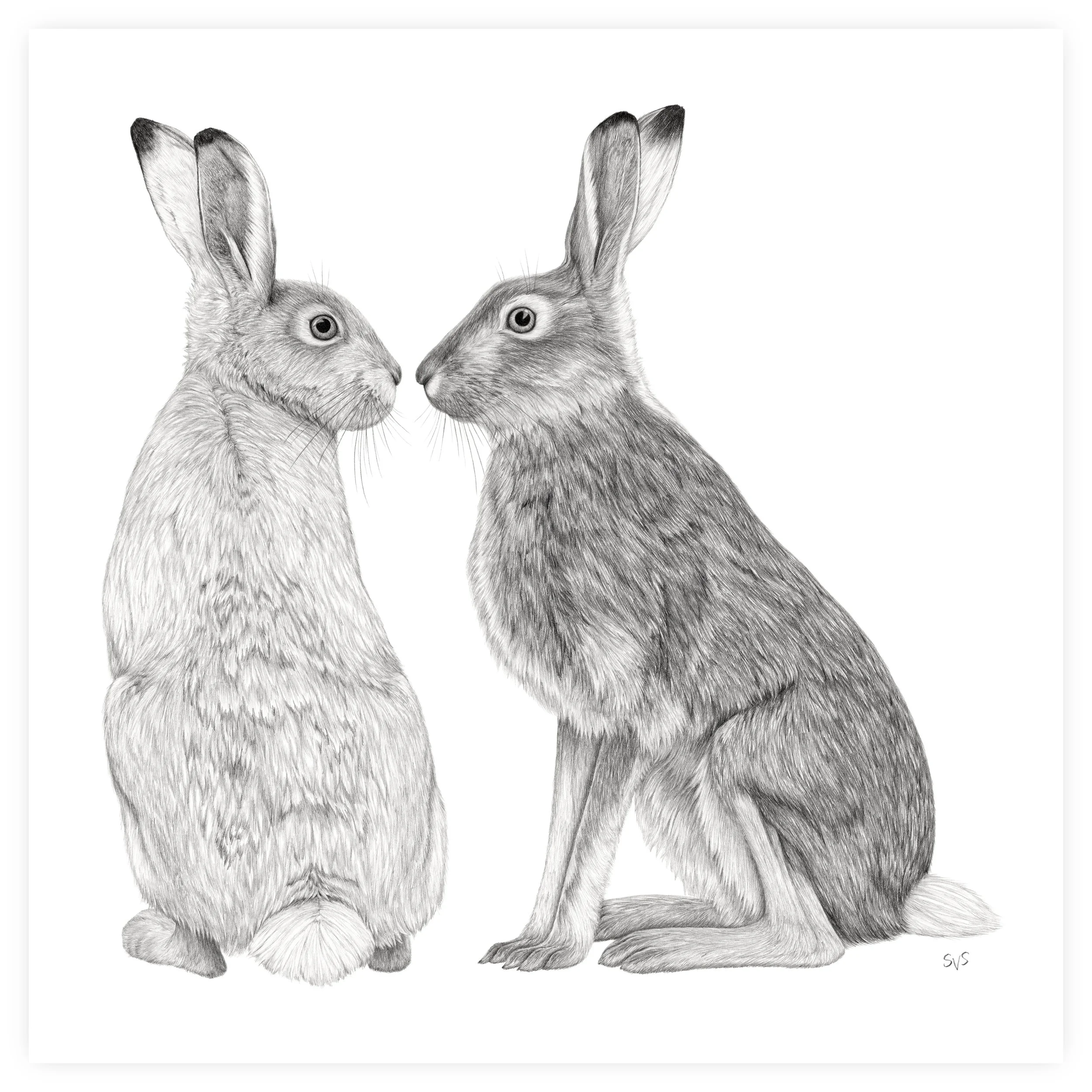 white tailed jackrabbit for website.jpg