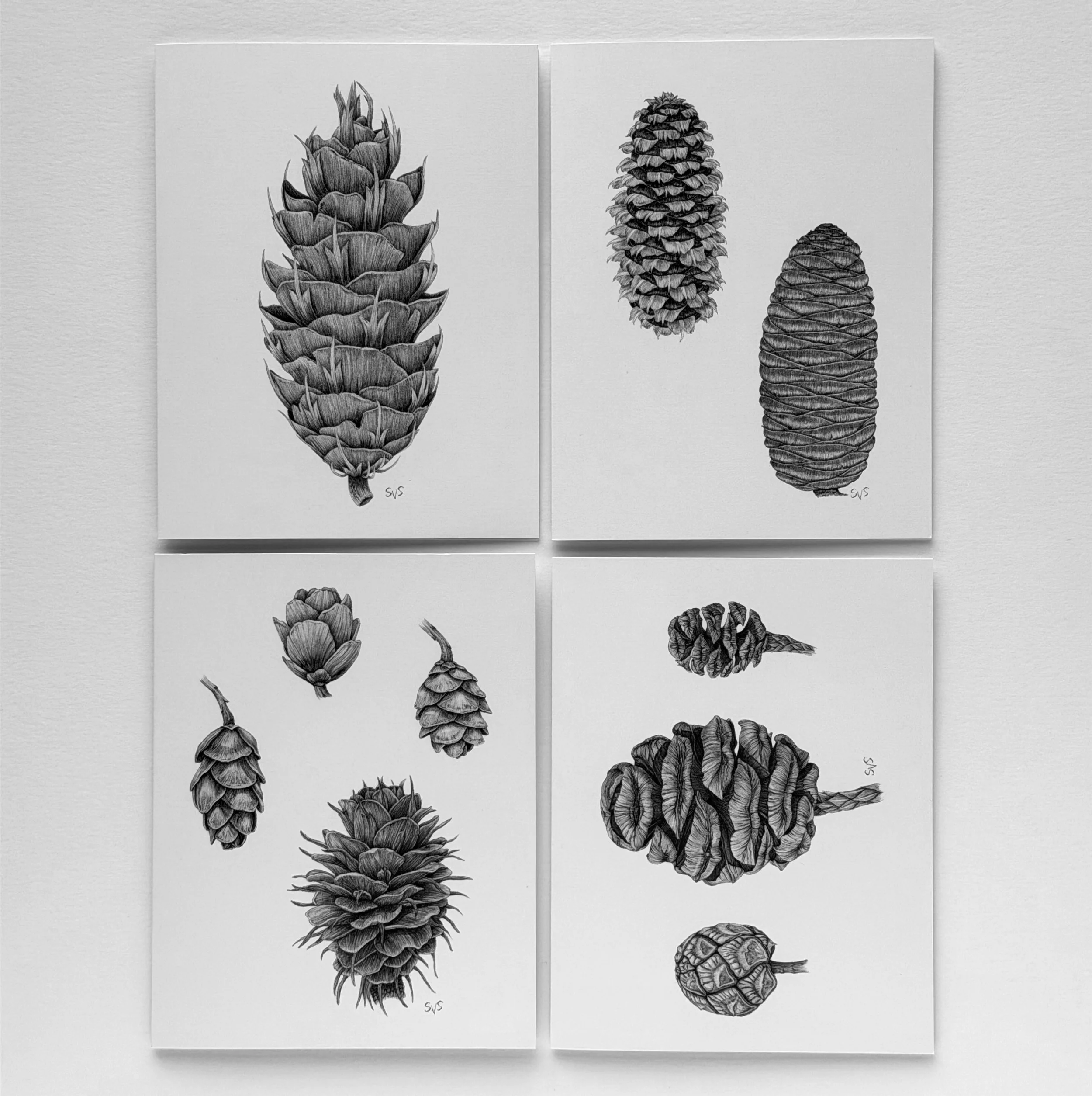 conifer cone combo.jpg