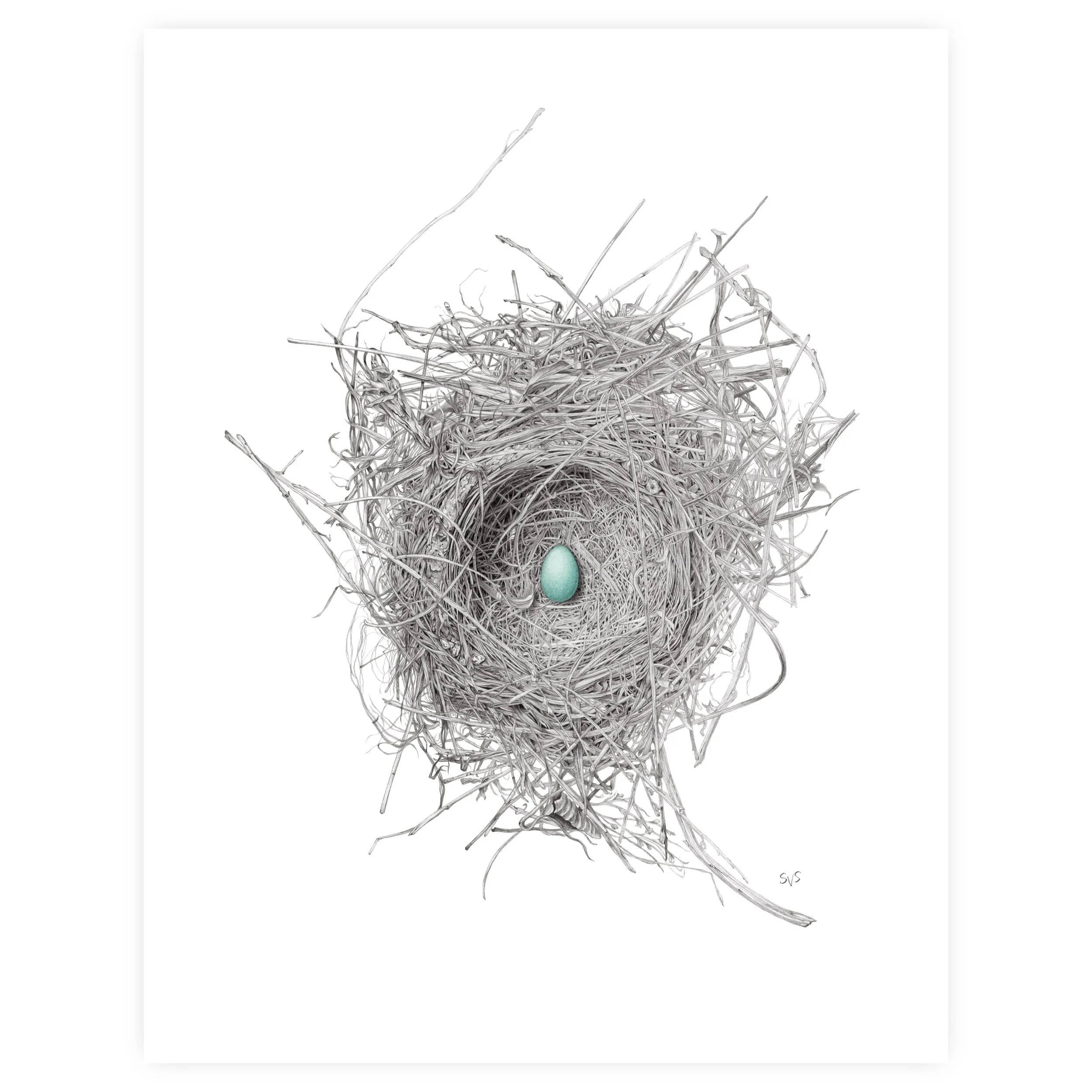 robin nest for website.jpg
