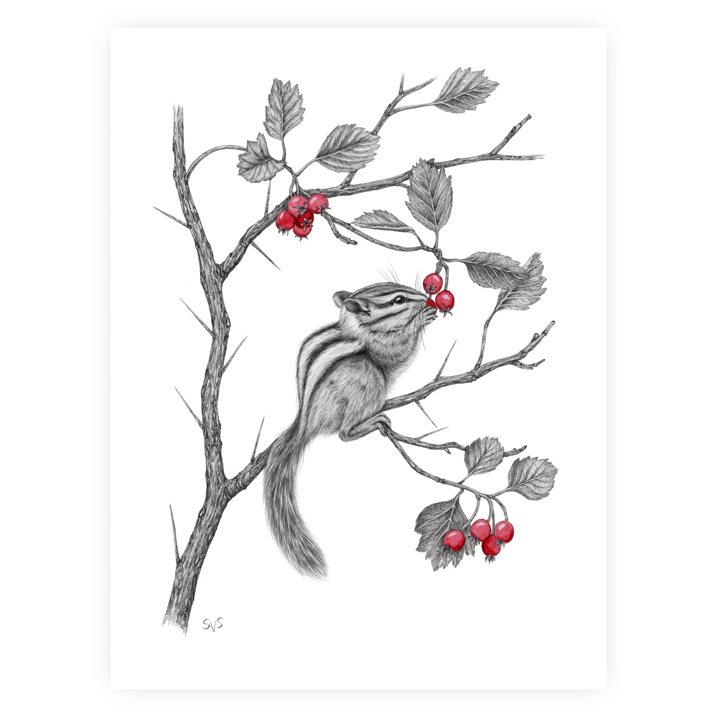 least chipmunk for website.jpg