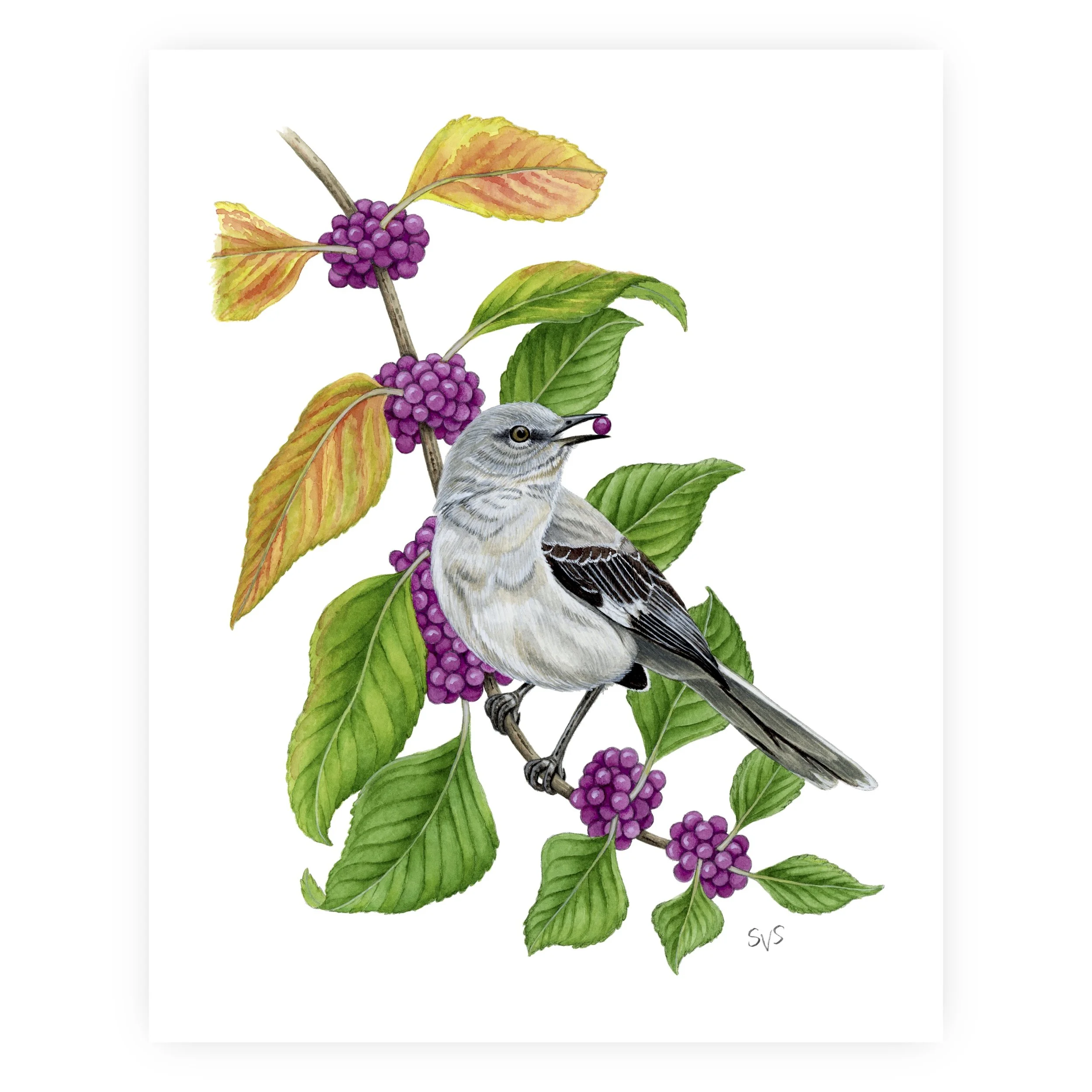n mockingbird for website.jpg