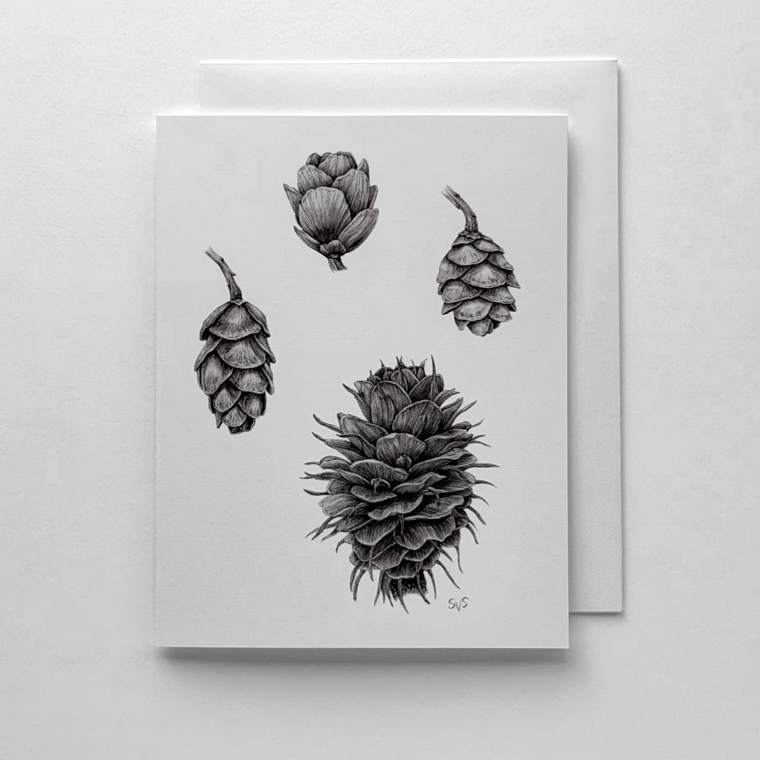 Hemlock & Larch Cones (Card Set)