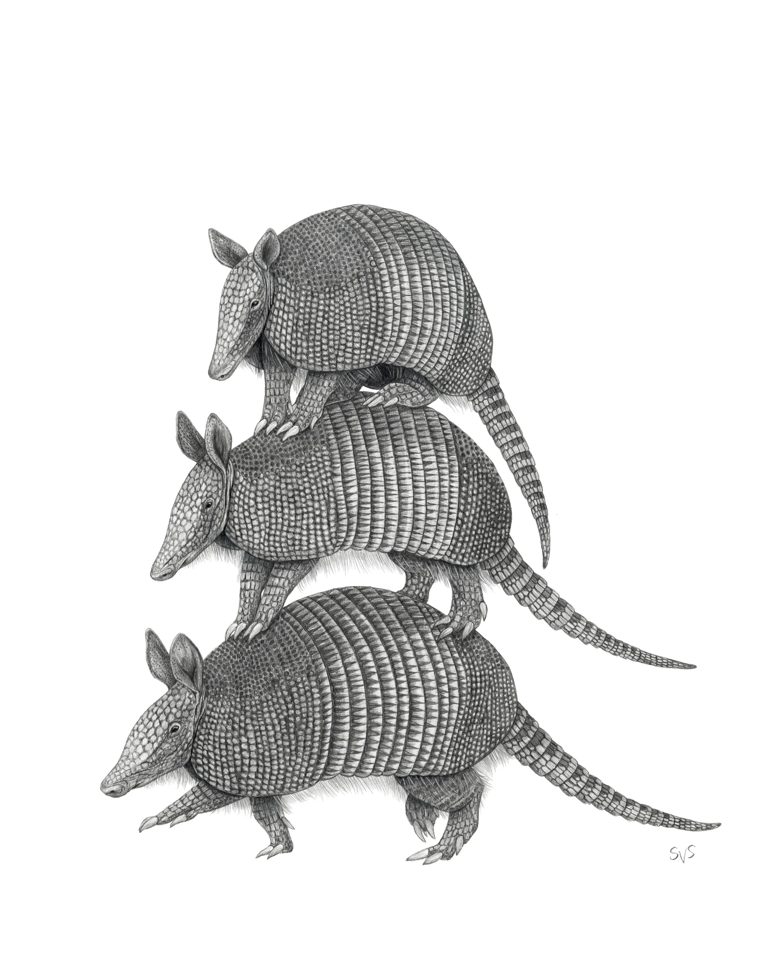 armadillo alp signed.jpg