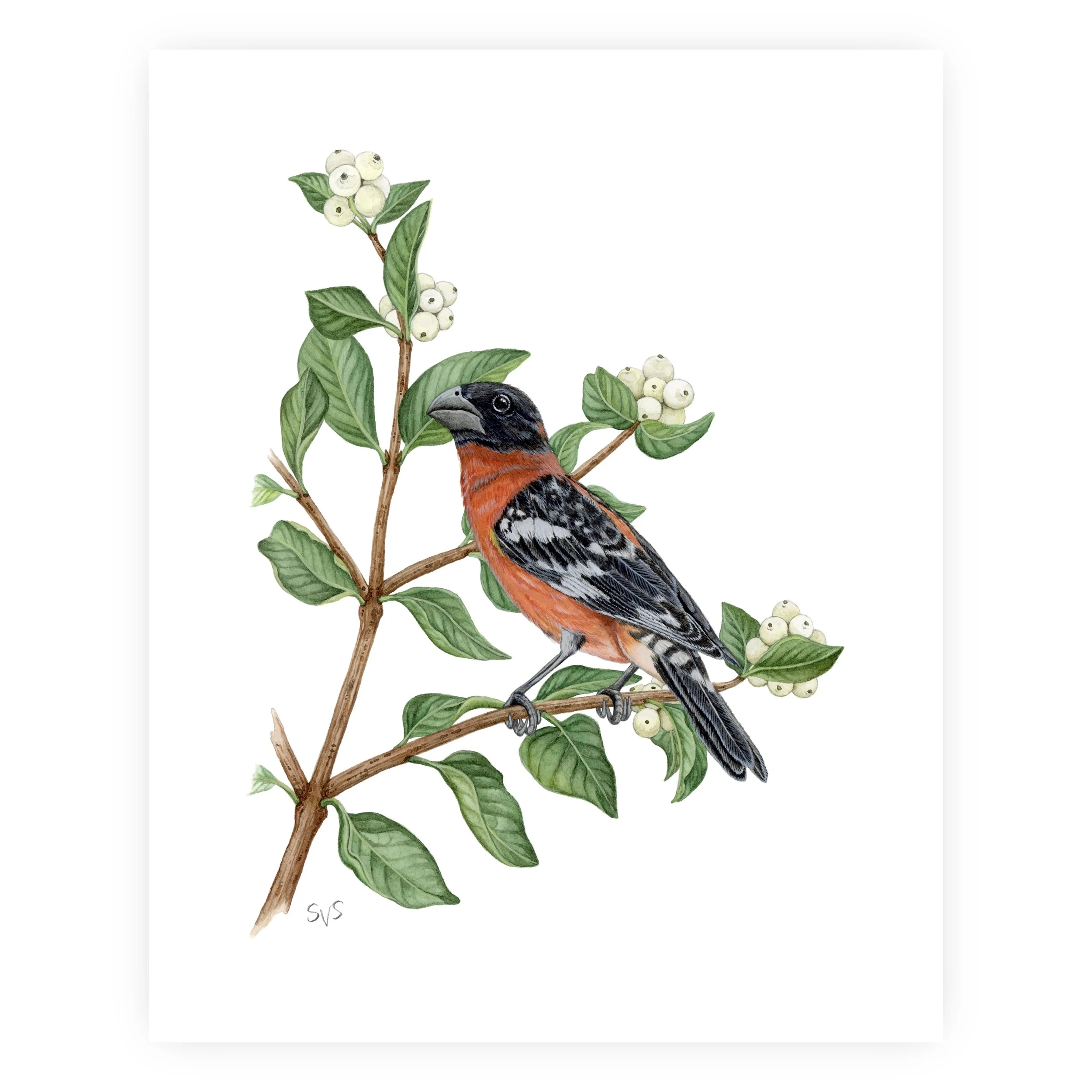 bh grosbeak for website.jpg