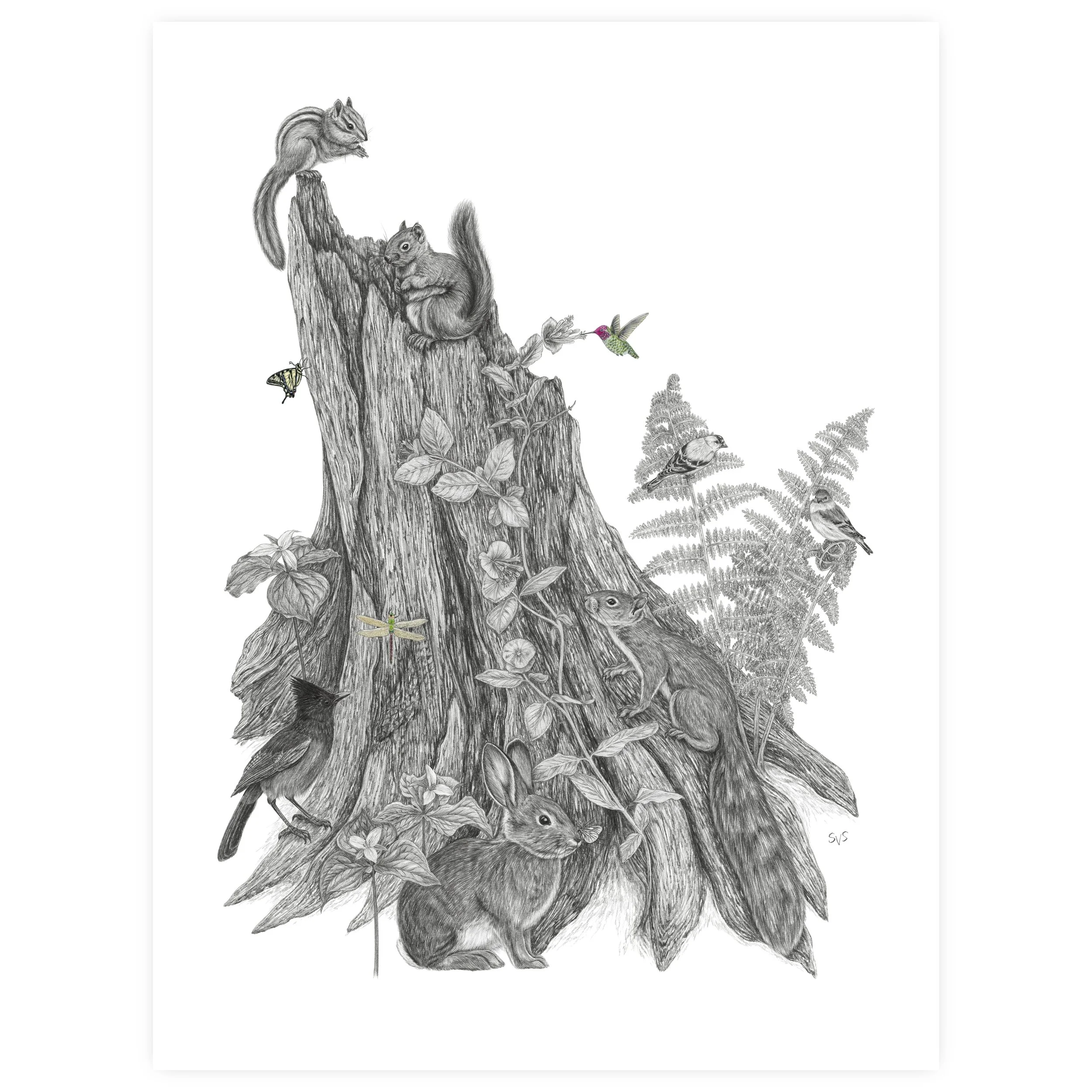 flora & fauna of northern WA for website.jpg