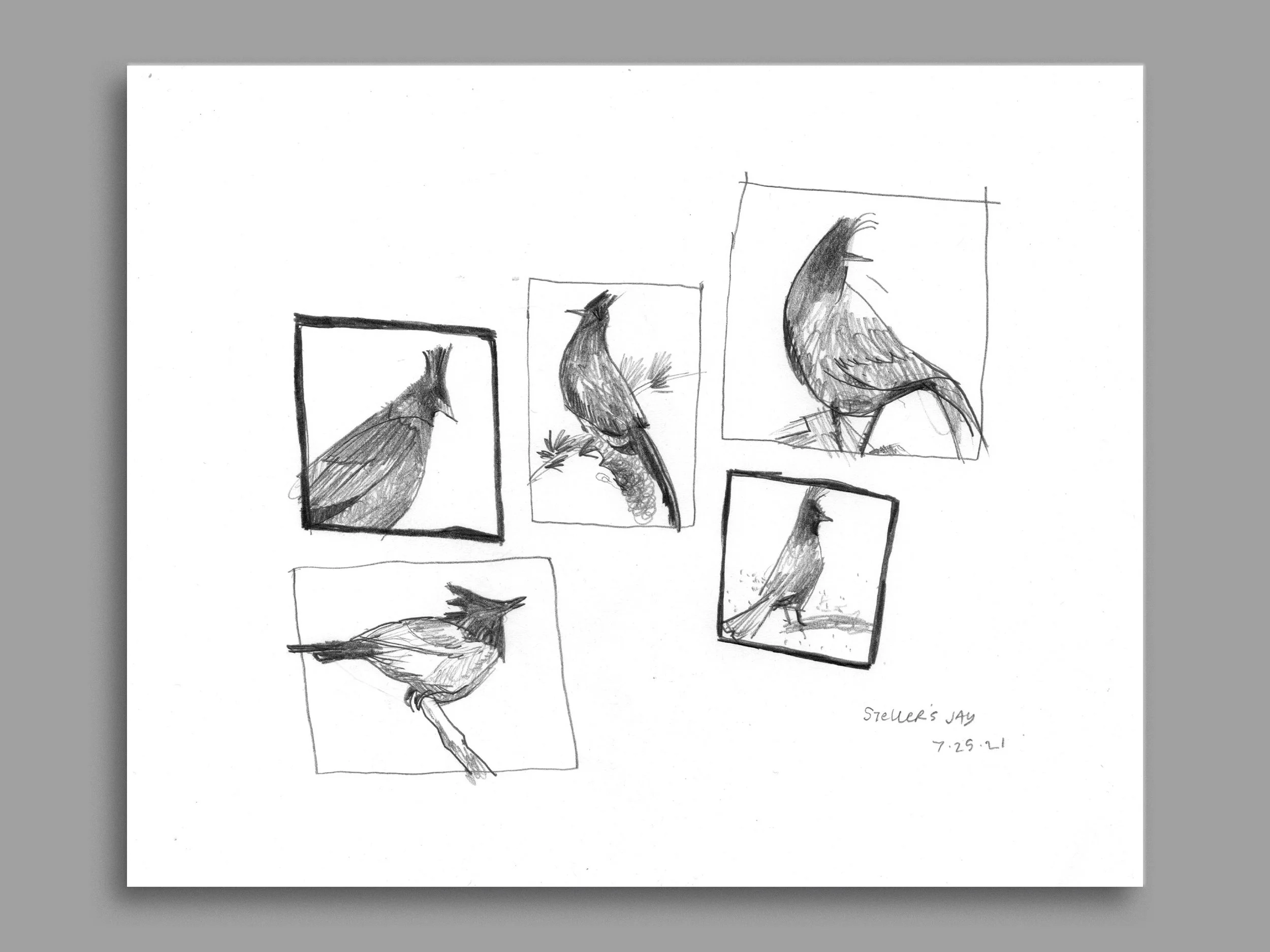 Sketch_StellersJay.jpg