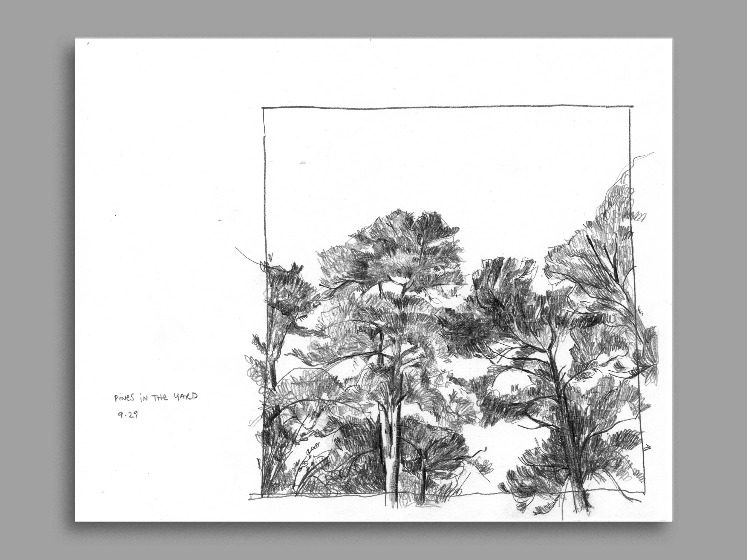 Sketch_Pines.jpg