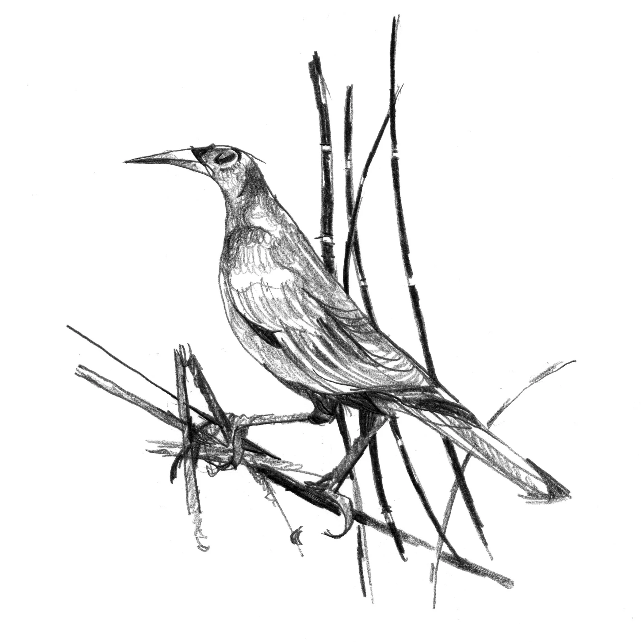 bird.jpg