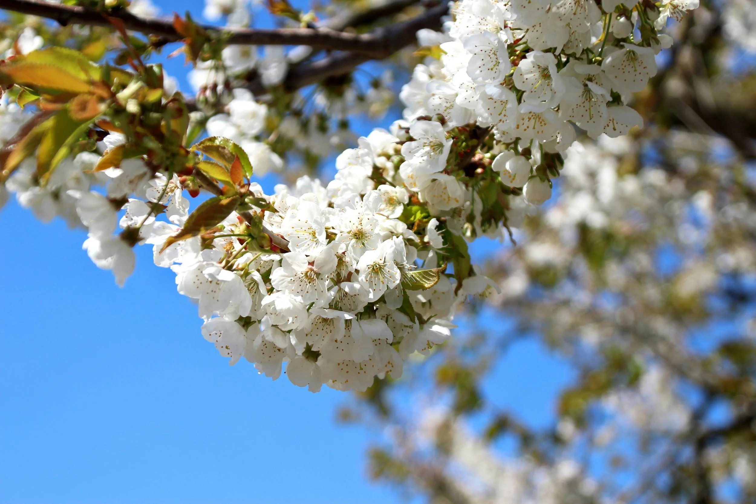 Spring Wellness Guide