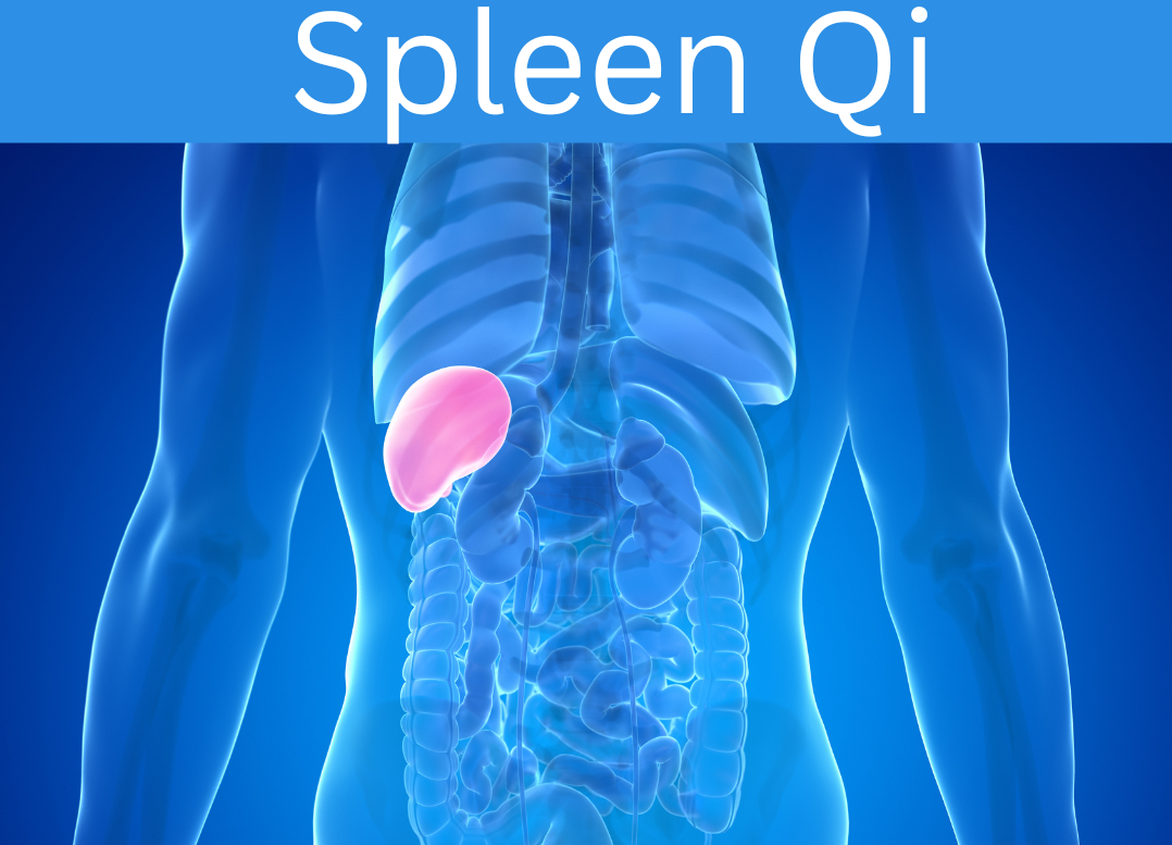 The Spleen Qi
