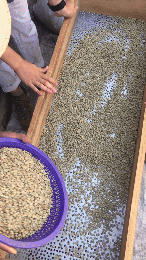 2017 – Nicole & Evan sorting green coffee beans in Guatemala.