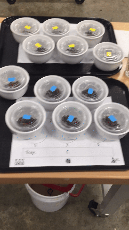 2018 – Blind tasting sets at Evan's Q Arabica Grader Certification exam. He aced it!