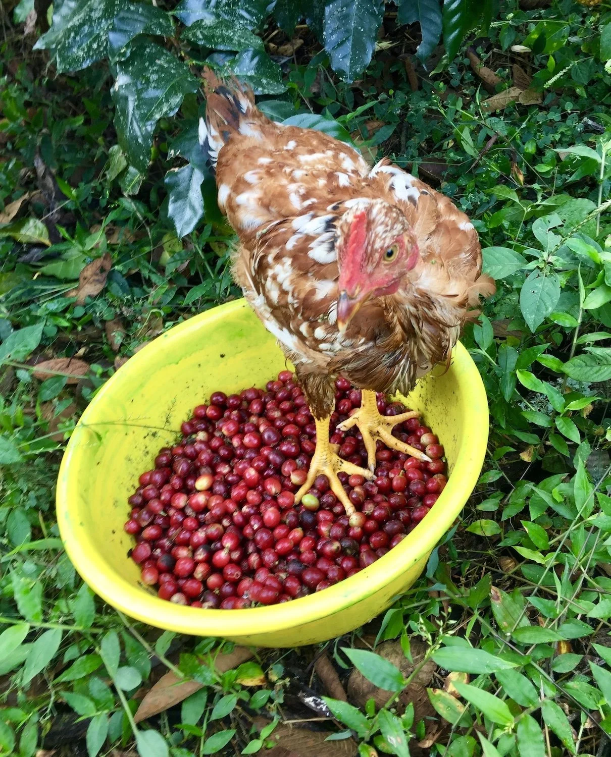2018 – A chicken hanging out with us during harvest in Peru.