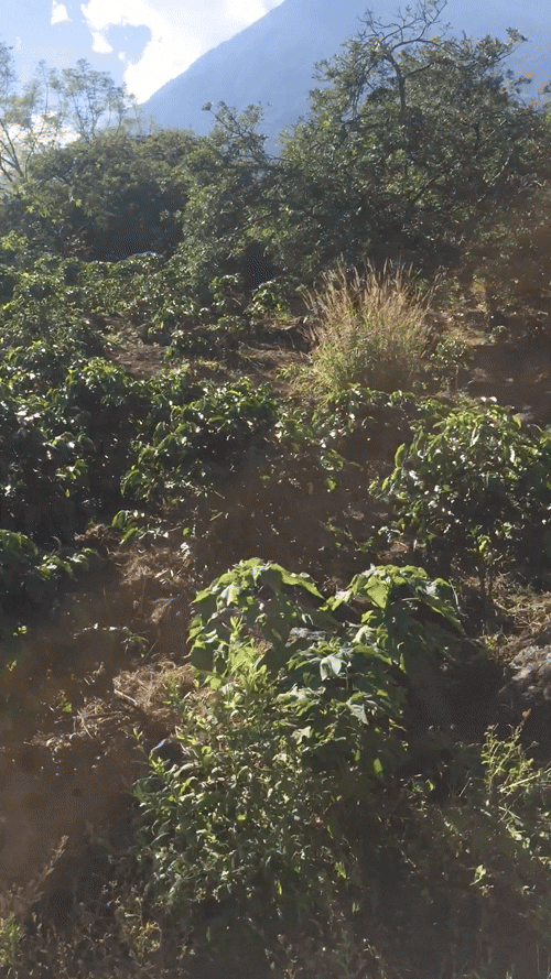 2017 – Driving to coffee fields on Volcán de Agua in Guatemala.
