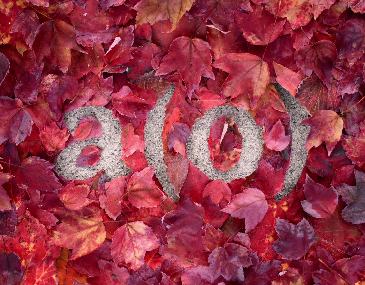 A cutout of the A(O) logo is surrounded by a mix of red autumn leaves, revealing the texture of a concrete sidewalk underneath.