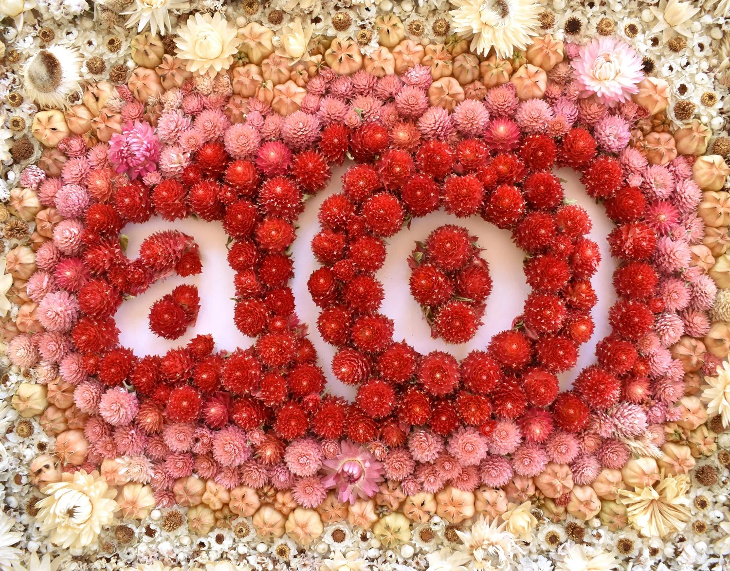 Dried flower arrangement featuring a cutout of the "a(o)" logo, encircled by red, pink, cream, and white flowers on white paperboard.