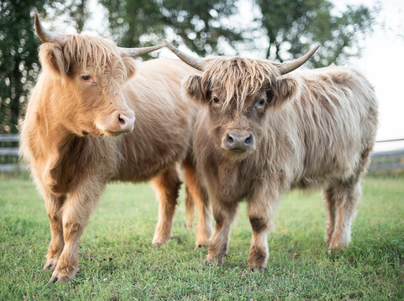 Scotland's Grazing Cows - The Highland Coos