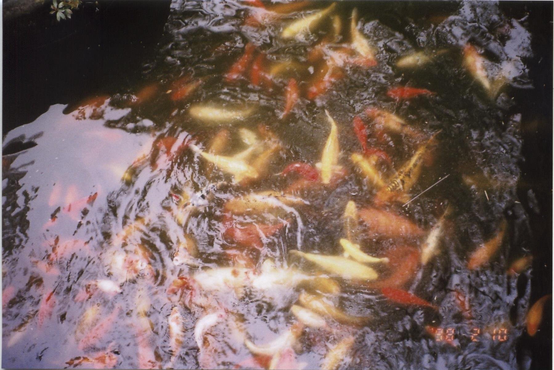 img288.jpg