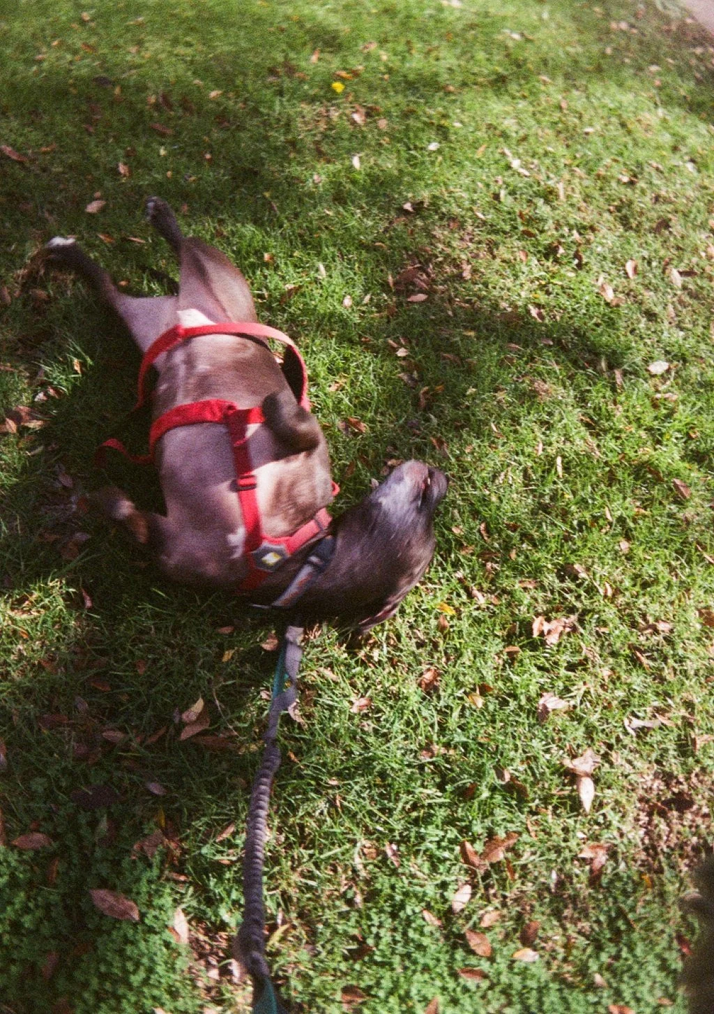 000946450017_10.jpg