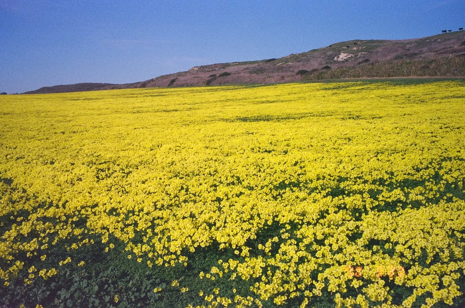 9961_04.jpg