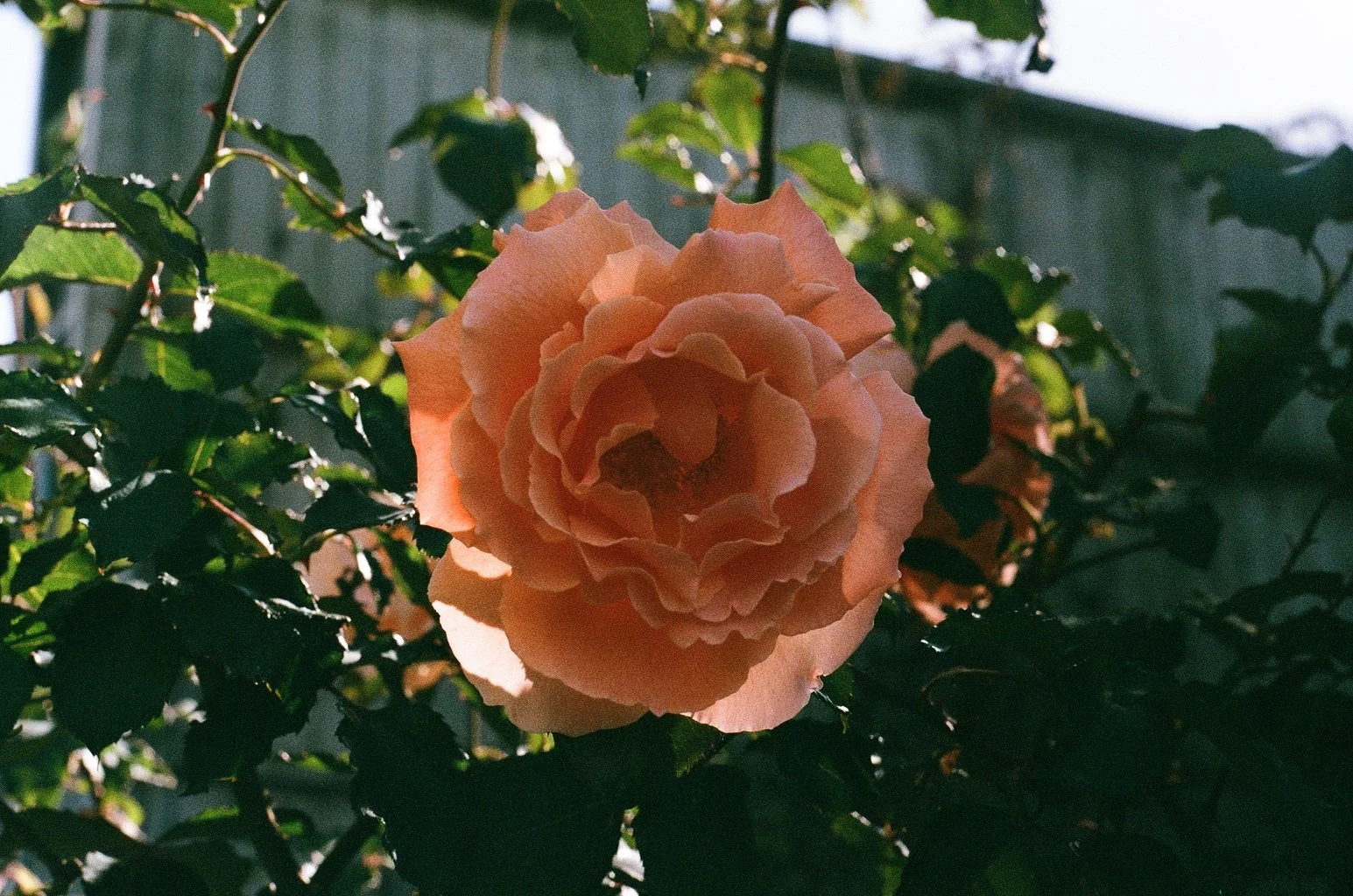 9967_37.jpg
