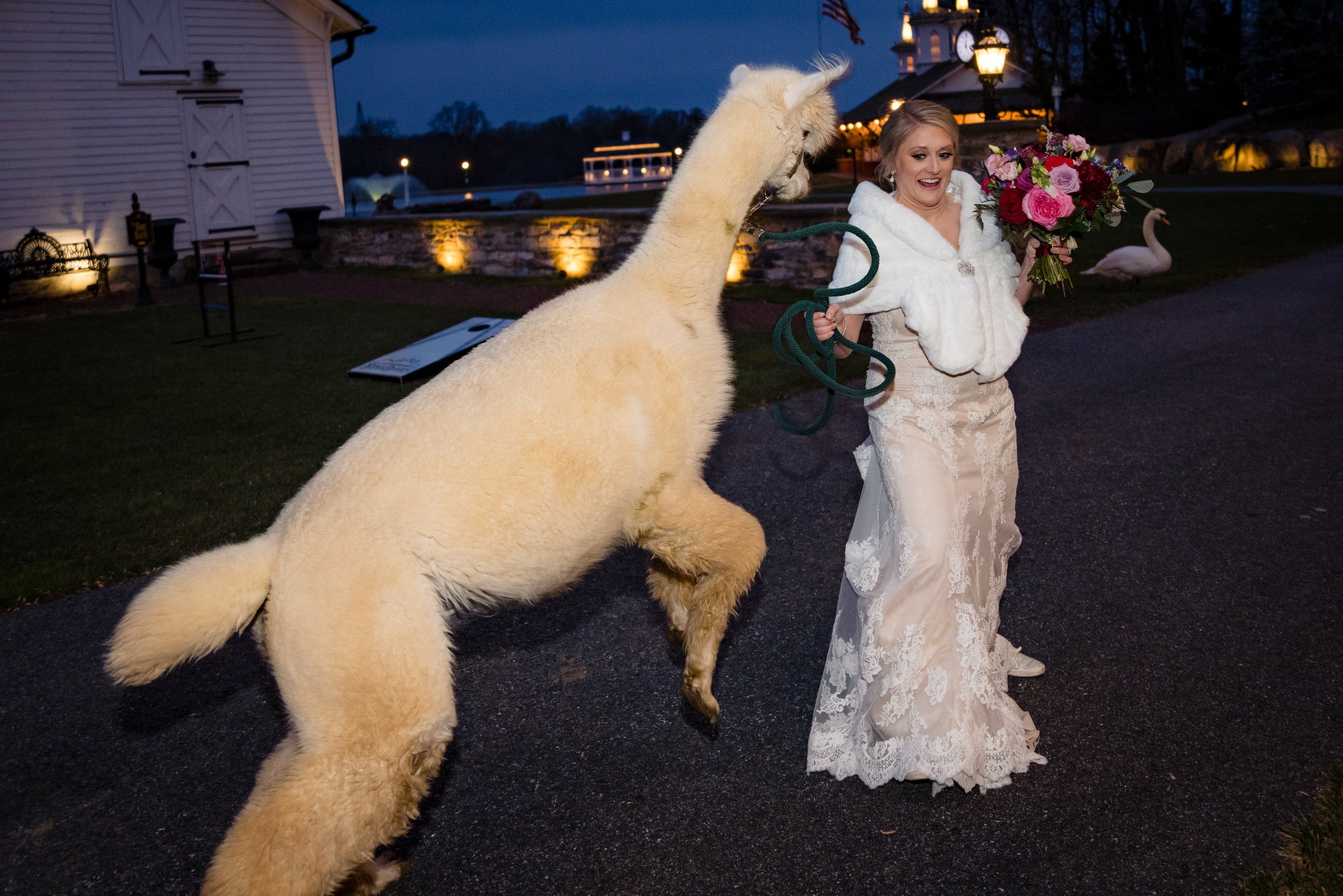 Star_Barn_Wedding_Hershey_PA_Lauren&Brian_Wedding_Alpacas-4813.jpg