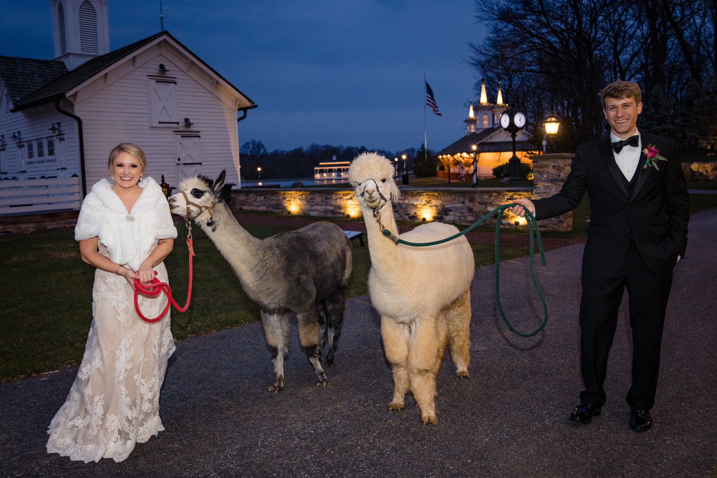 Star_Barn_Wedding_Hershey_PA_Lauren&Brian_Wedding_Alpacas-4836.jpg