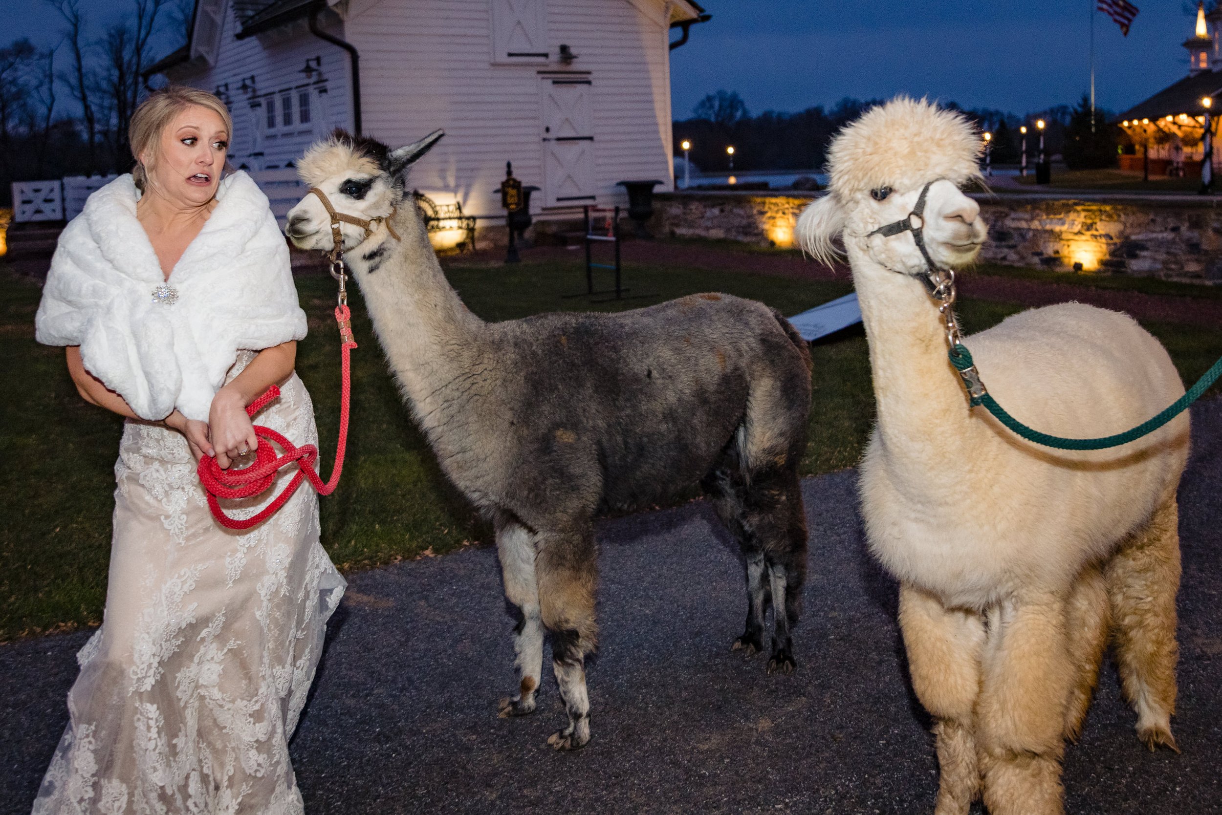 Star_Barn_Wedding_Hershey_PA_Lauren&Brian_Wedding_Alpacas-4845.jpg