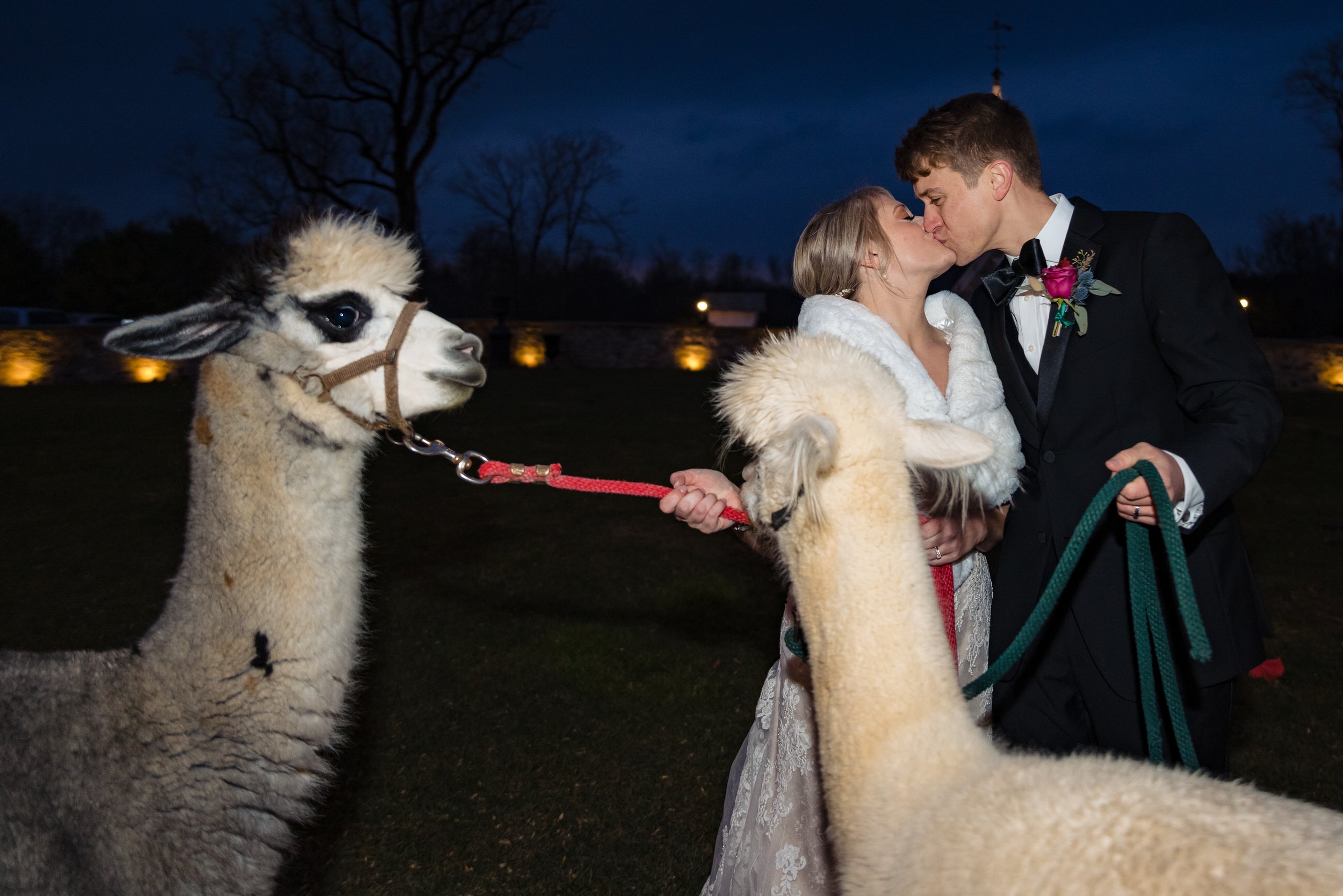 Star_Barn_Wedding_Hershey_PA_Lauren&Brian_Wedding_Alpacas-4886.jpg