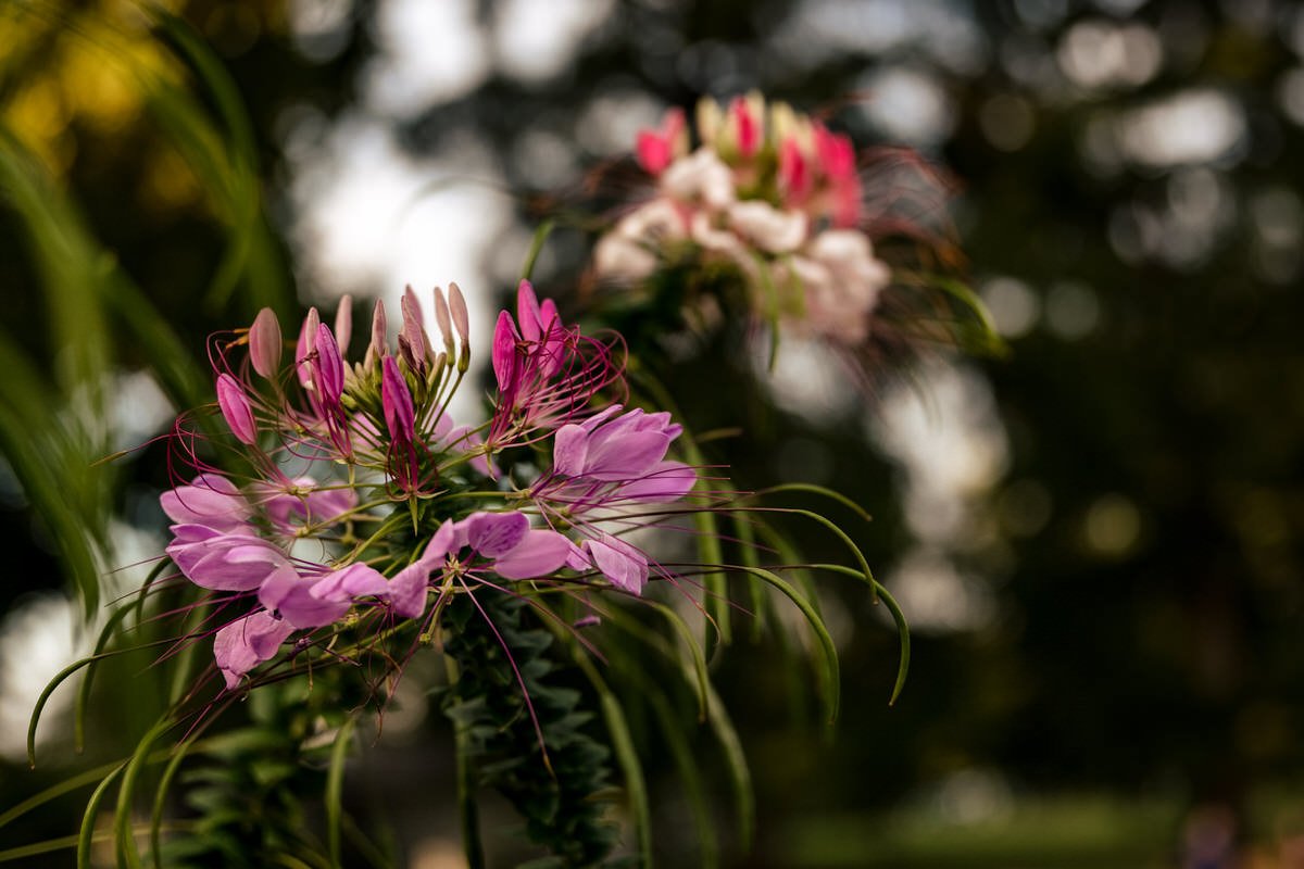 Swan_Harbor_Farms_Wedding_Reception_Hajrah_Kevin_Portraits-2790.jpg