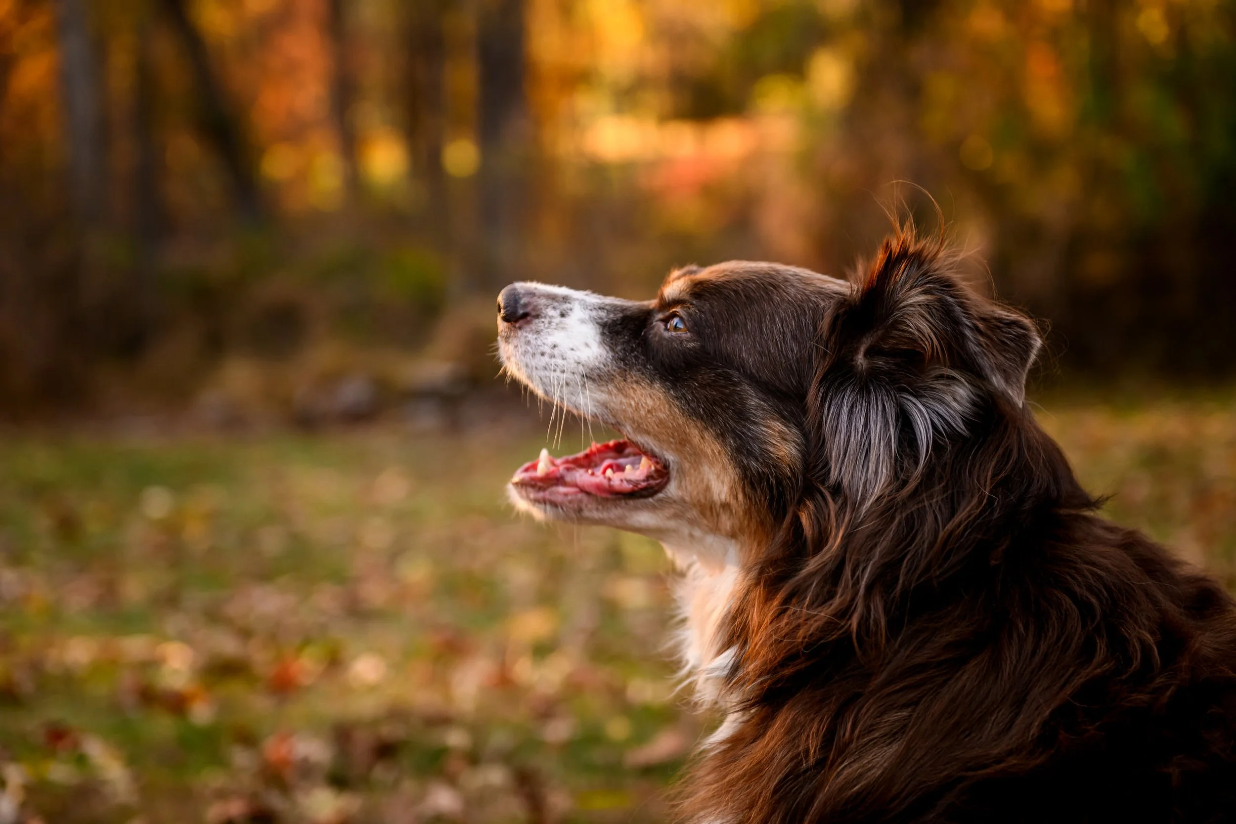 Maryland-Pet-Photography-Irene-Pups-6408.jpg