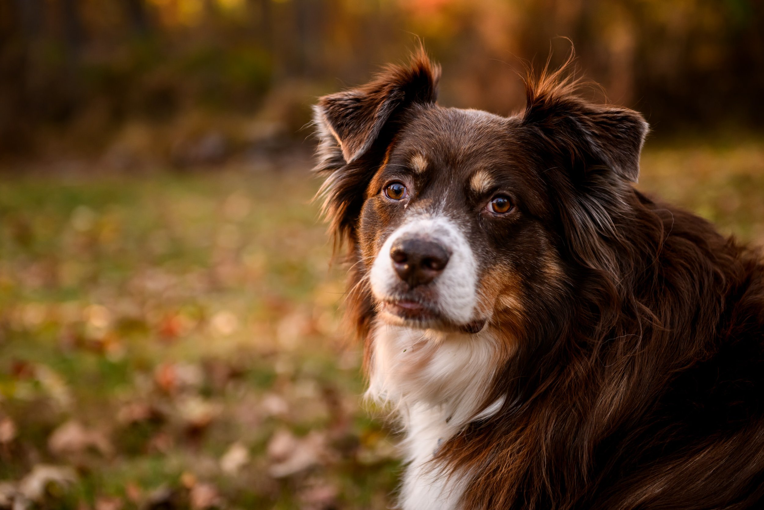 Maryland-Pet-Photography-Irene-Pups-6411.jpg