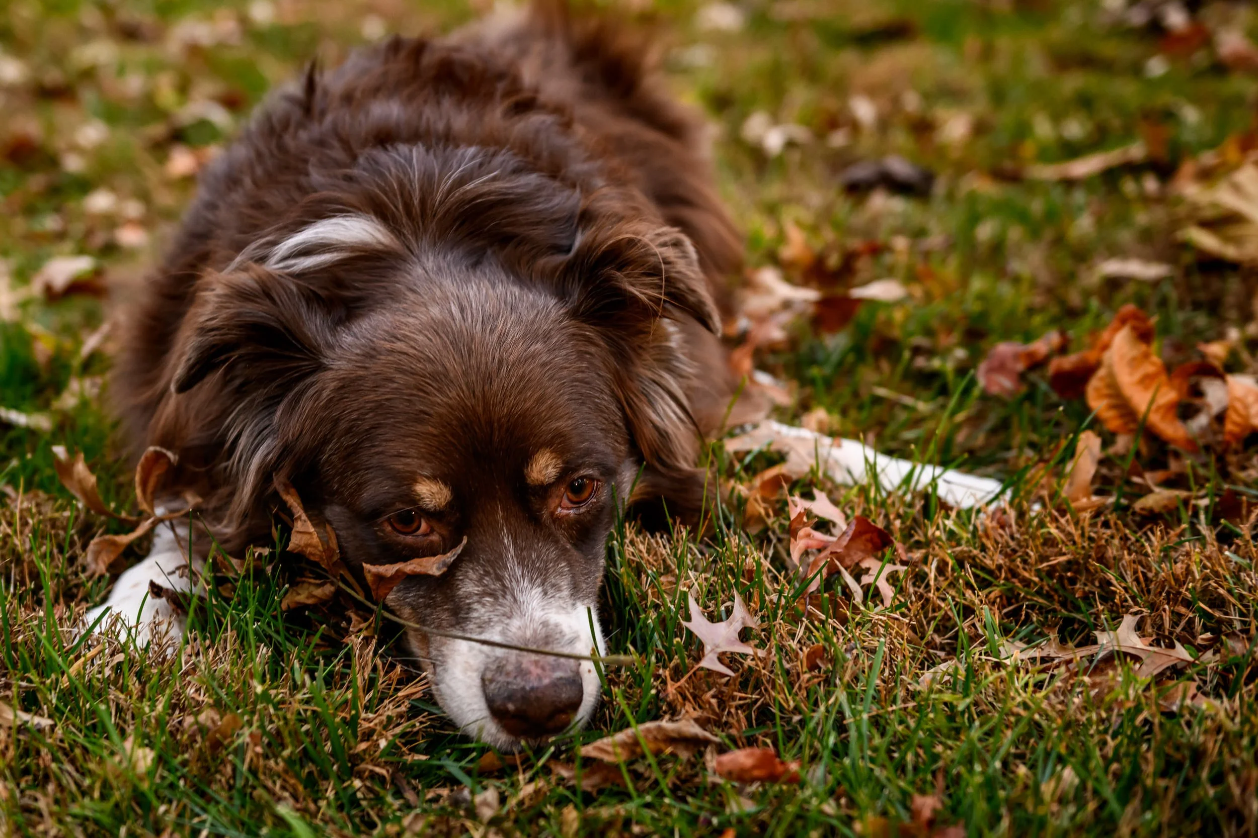 Maryland-Pet-Photography-Irene-Pups-6459.jpg