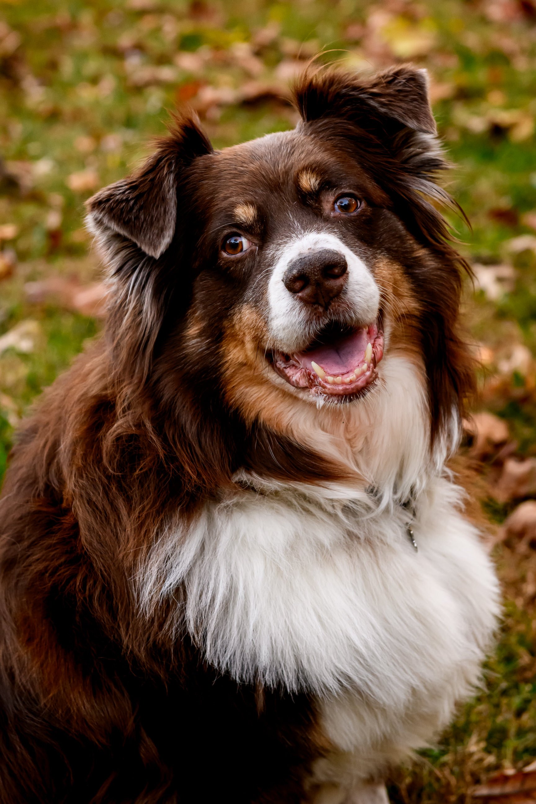 Maryland-Pet-Photography-Irene-Pups-6883.jpg