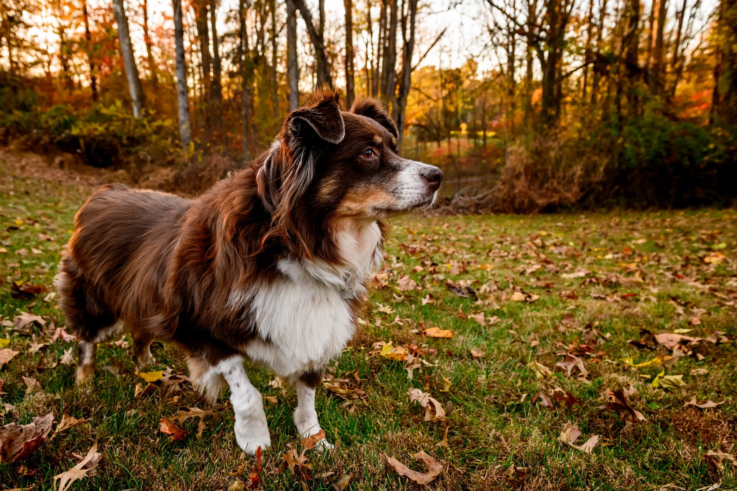 Maryland-Pet-Photography-Irene-Pups-6937.jpg