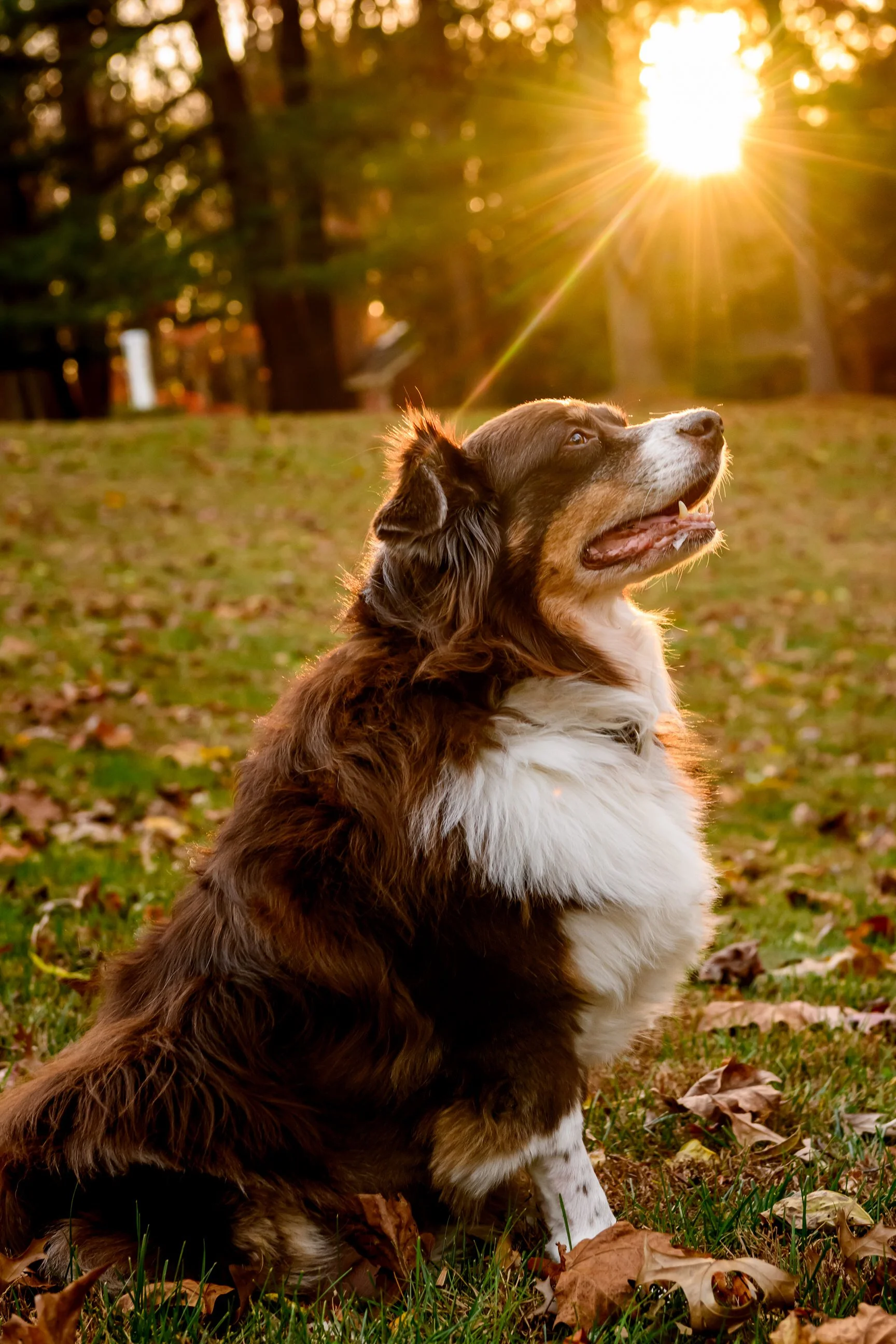 Maryland-Pet-Photography-Irene-Pups-6944.jpg