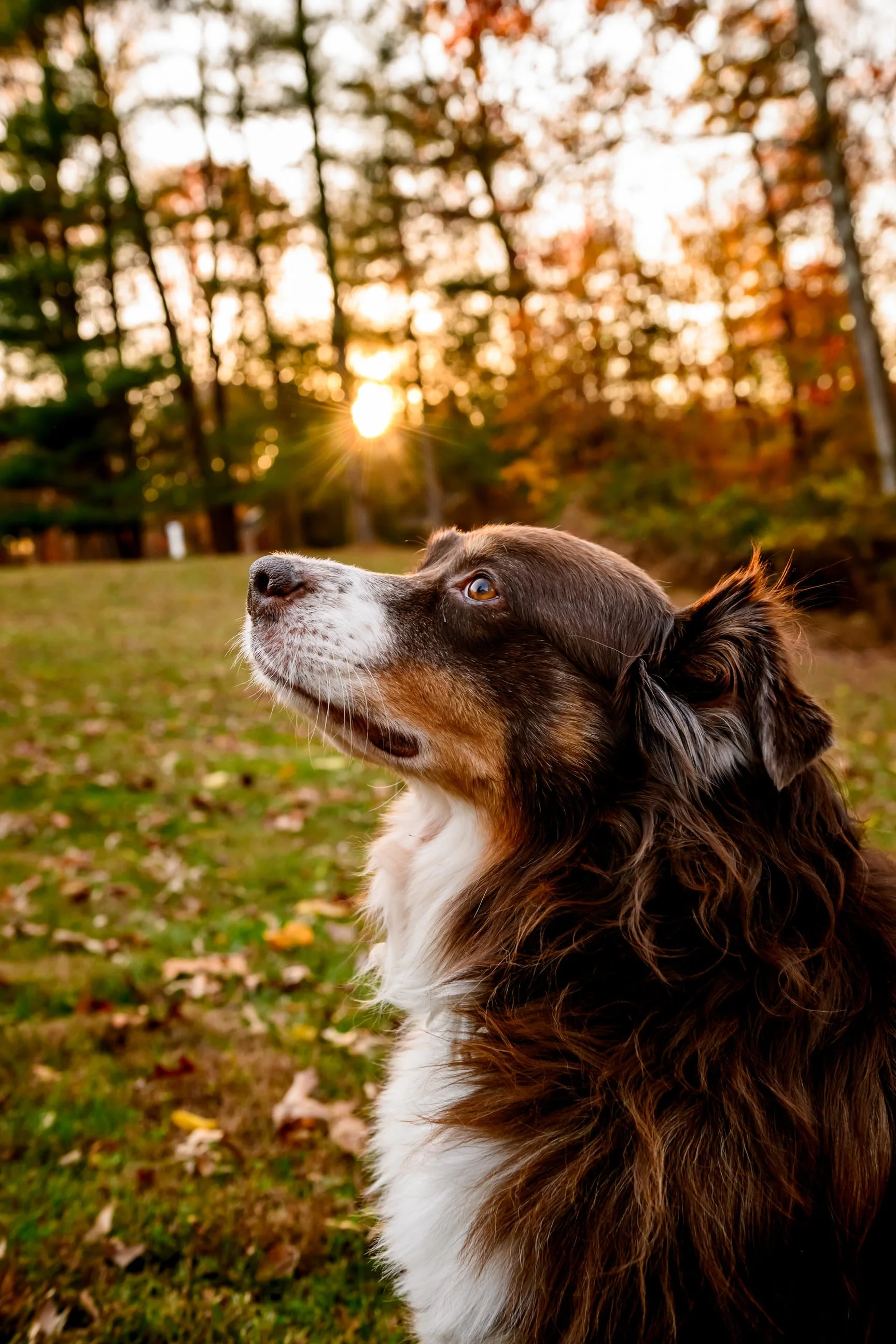 Maryland-Pet-Photography-Irene-Pups-7017.jpg