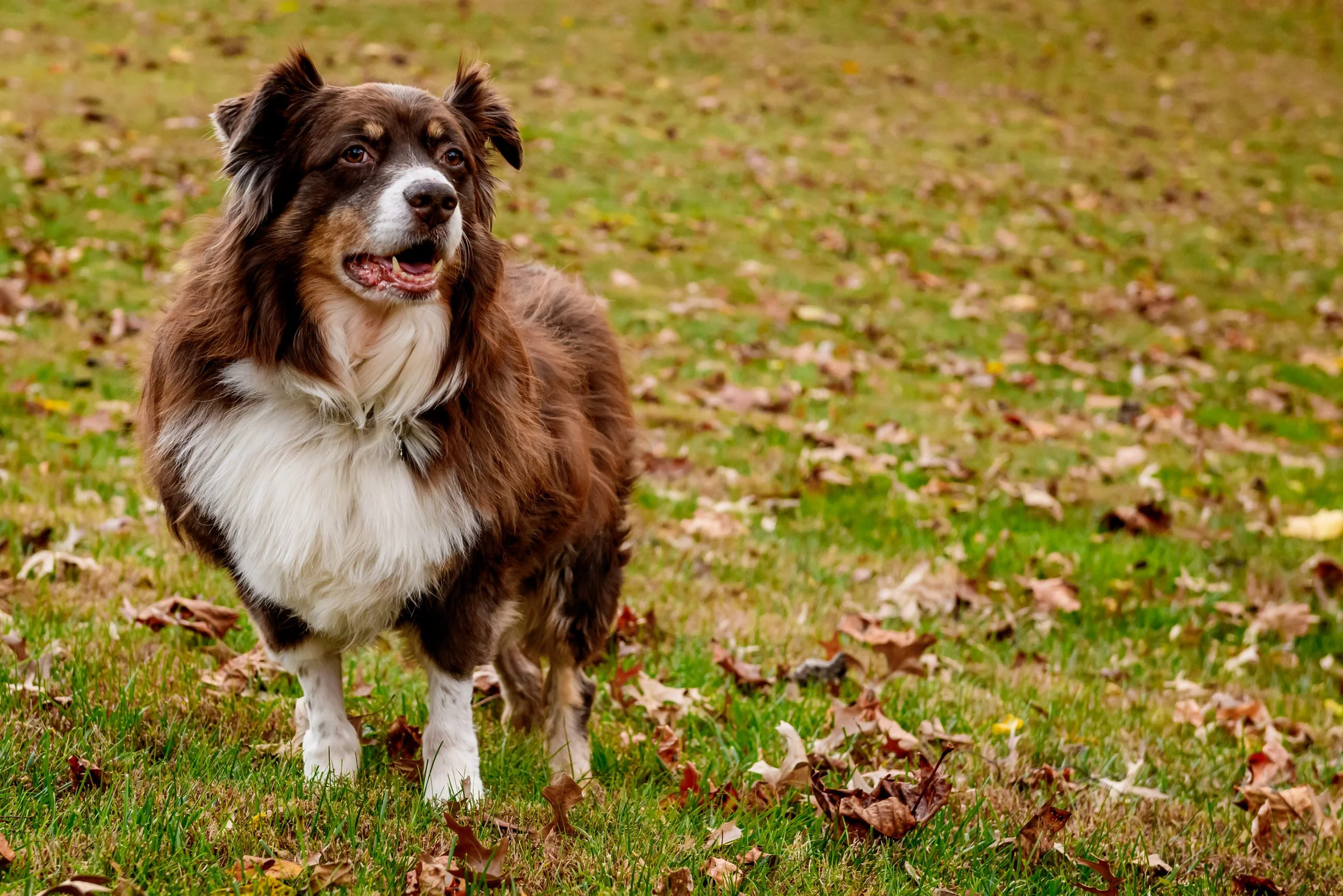 Maryland-Pet-Photography-Irene-Pups-7073.jpg