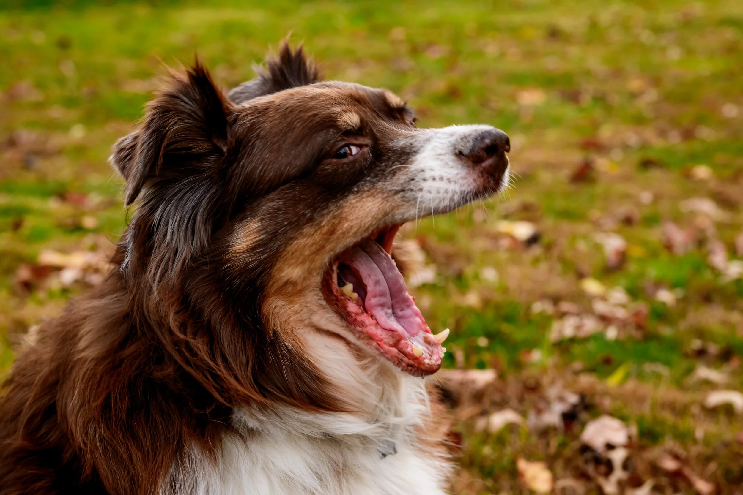 Maryland-Pet-Photography-Irene-Pups-7104.jpg