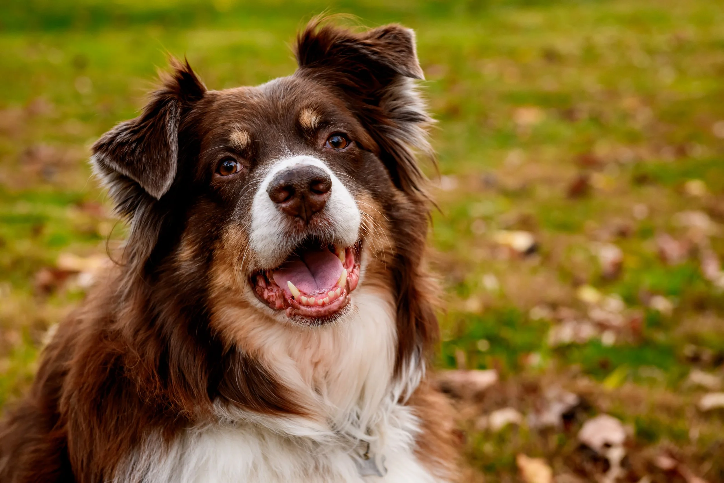 Maryland-Pet-Photography-Irene-Pups-7113.jpg