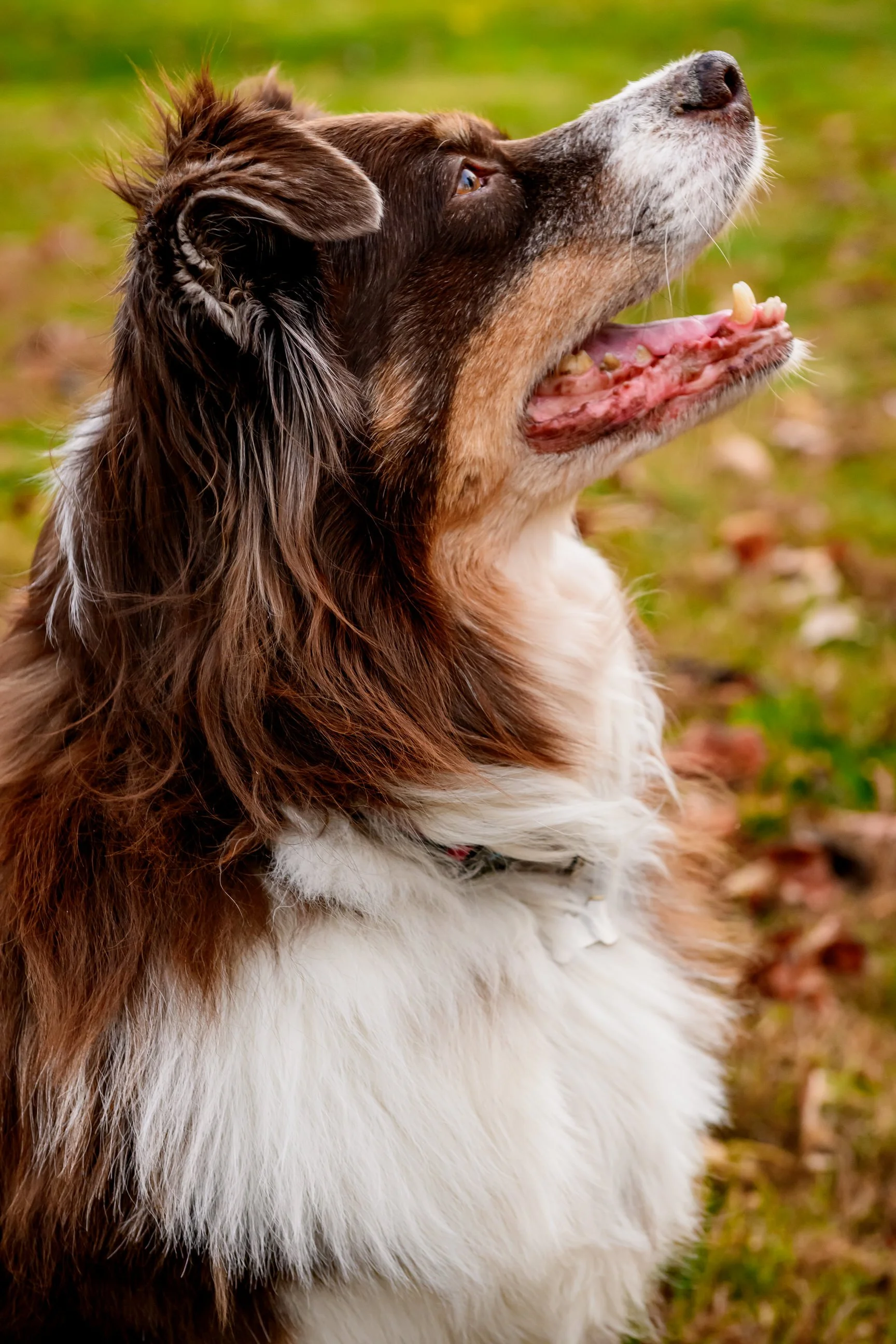 Maryland-Pet-Photography-Irene-Pups-7137.jpg