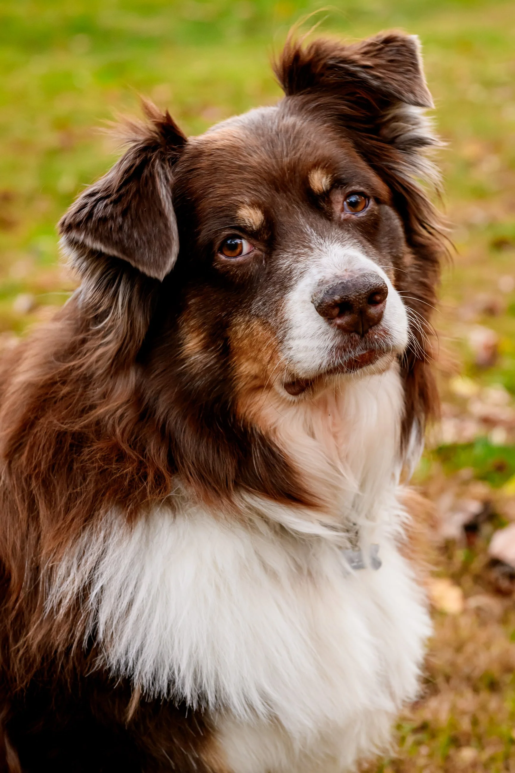 Maryland-Pet-Photography-Irene-Pups-7170.jpg