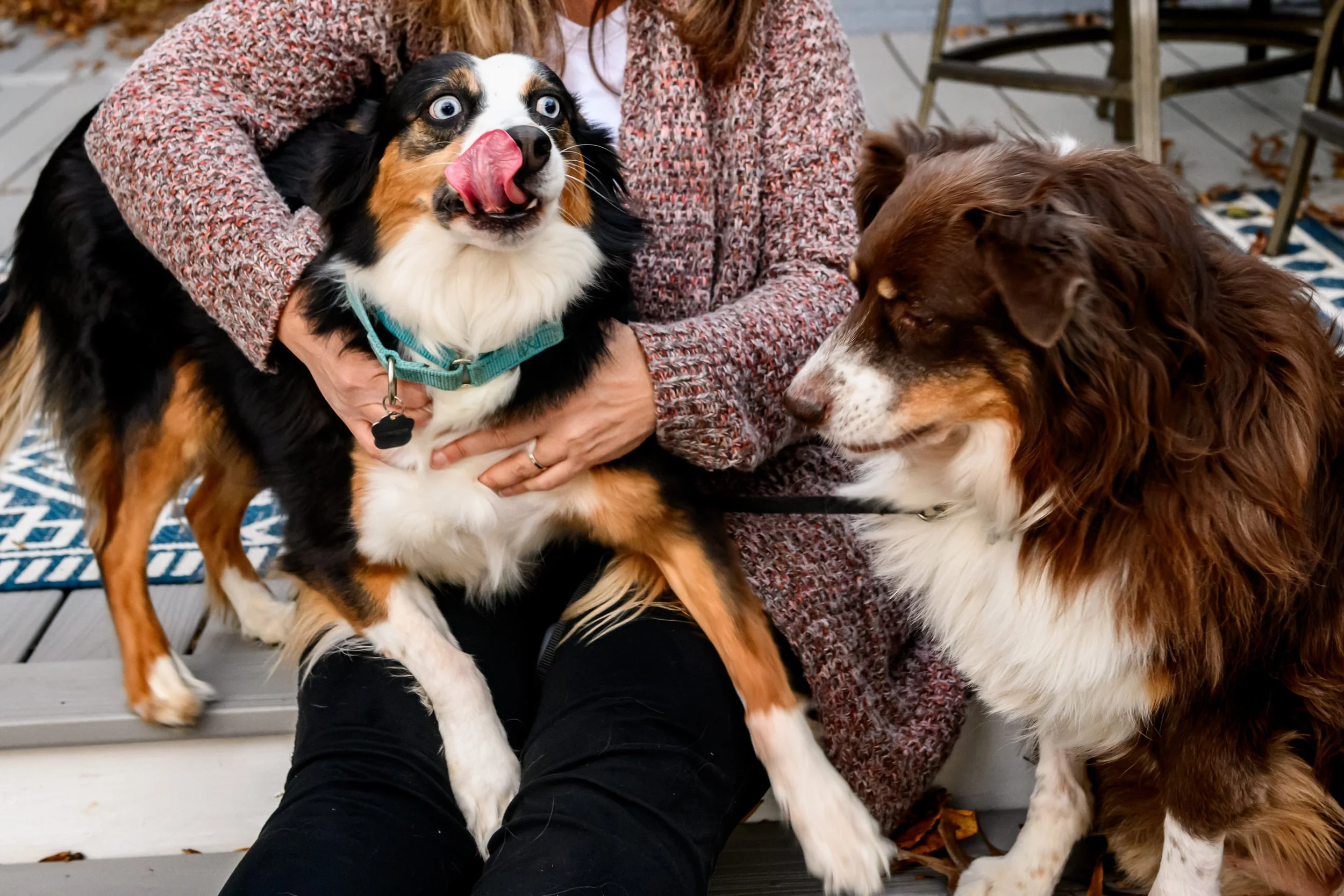 Maryland-Pet-Photography-Irene-Pups-7293.jpg