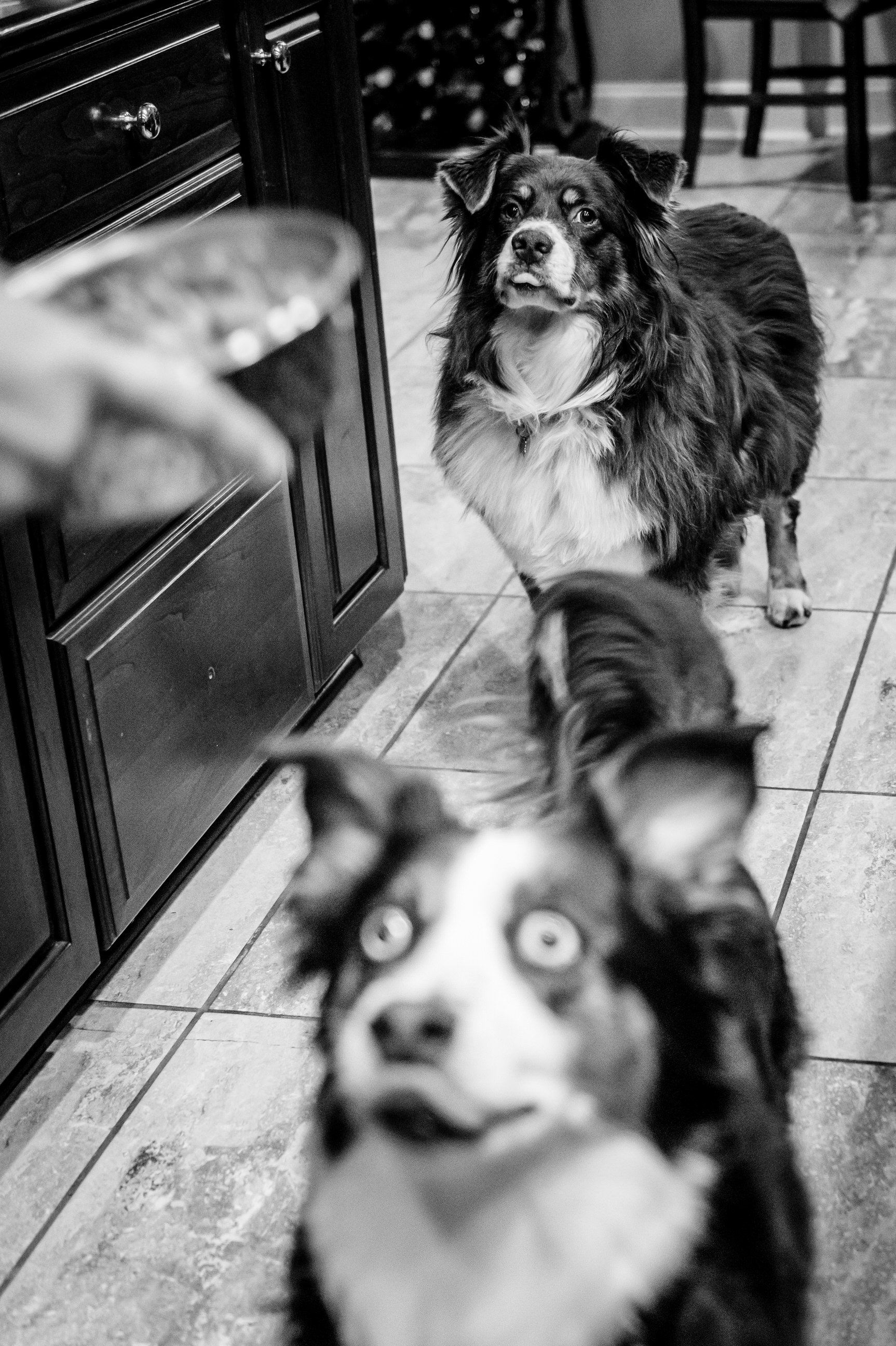 Maryland-Pet-Photography-Irene-Pups-8086.jpg