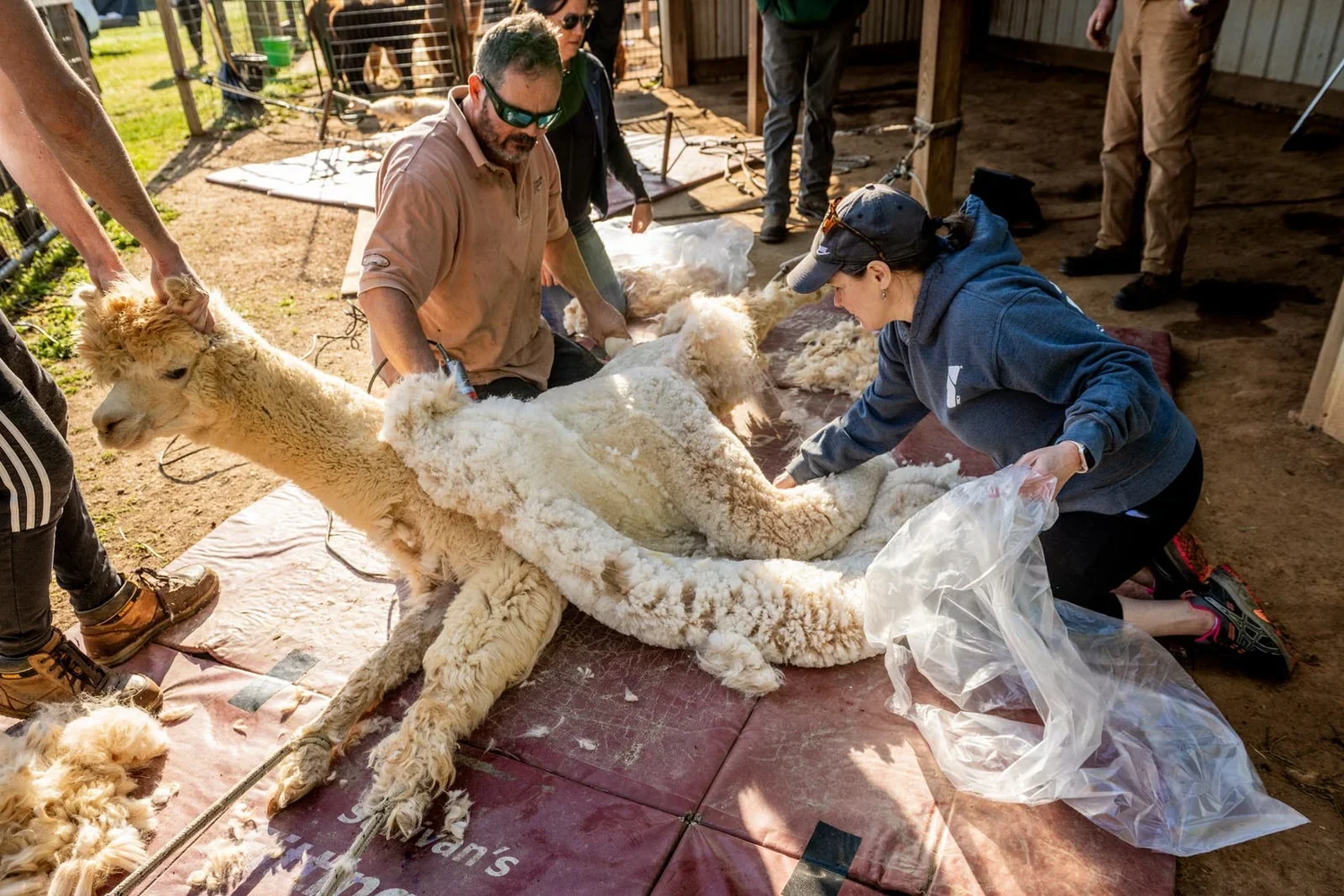 Virginia Alpaca Farm - Photography by Kathleen Ricker