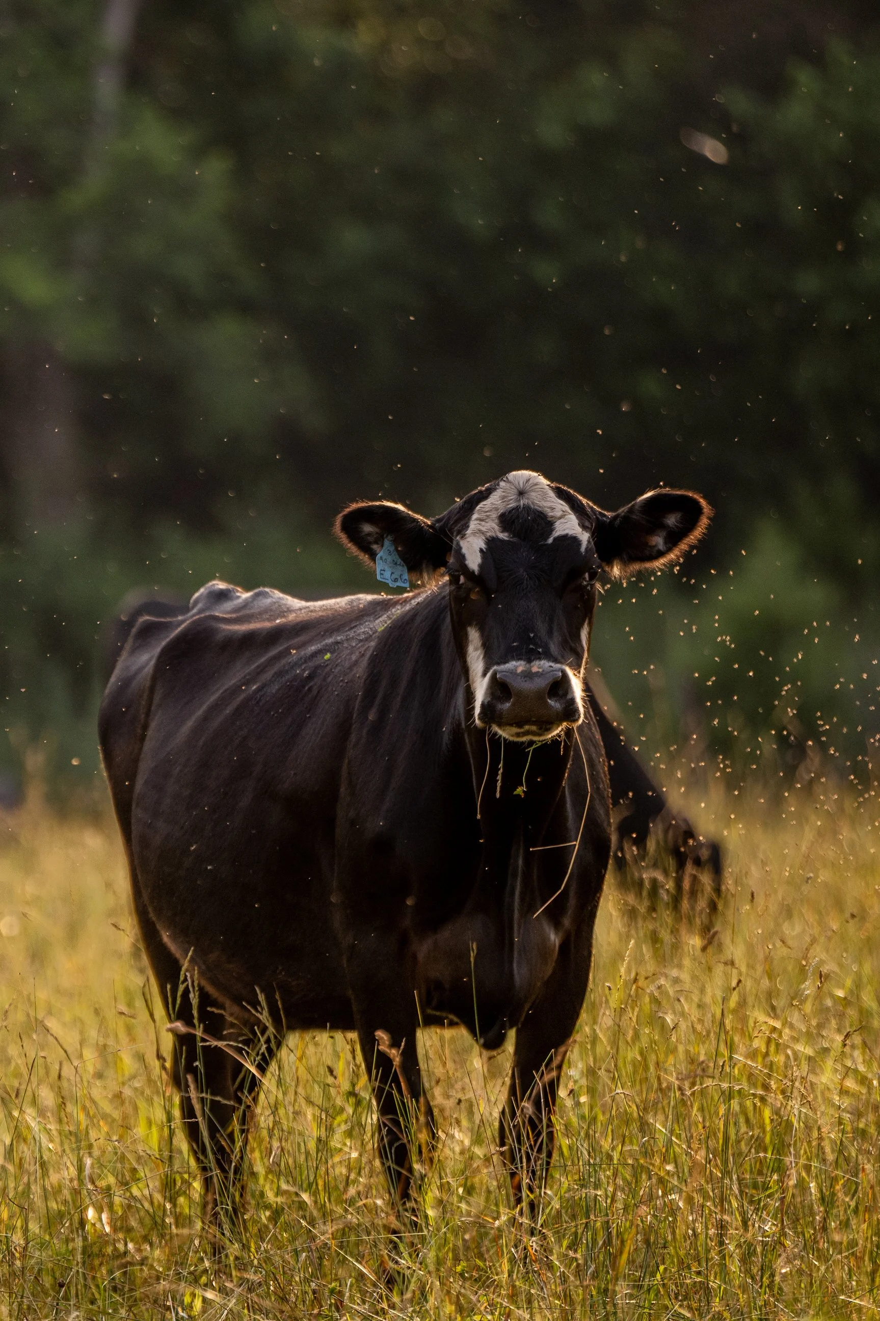 Washington_DC_Elopement_Cow_Farm_Catherine&Emily-5100.jpg