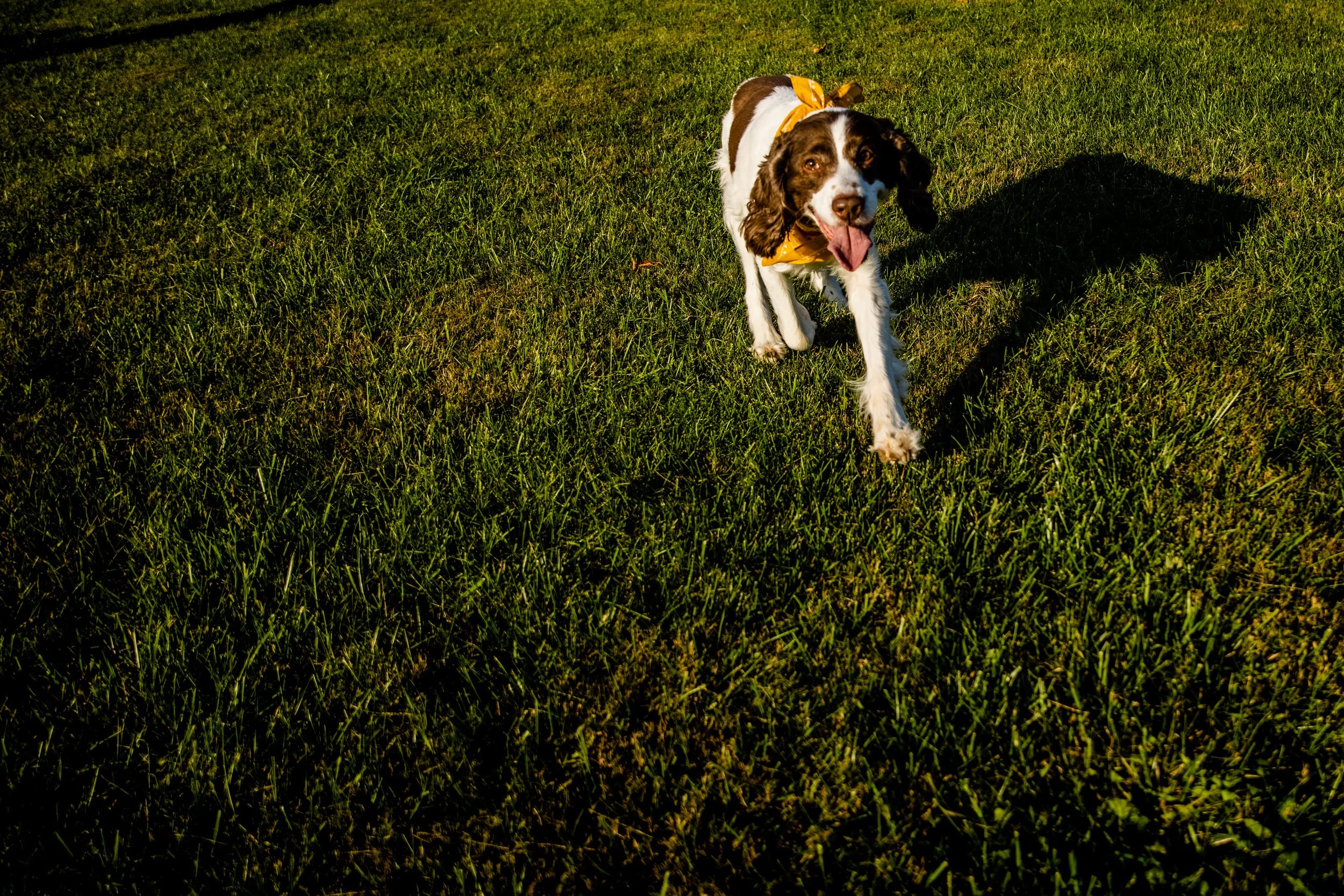 Maryland_Family_Photographer_SFamily_Westminster_Fall2021-7441.jpg