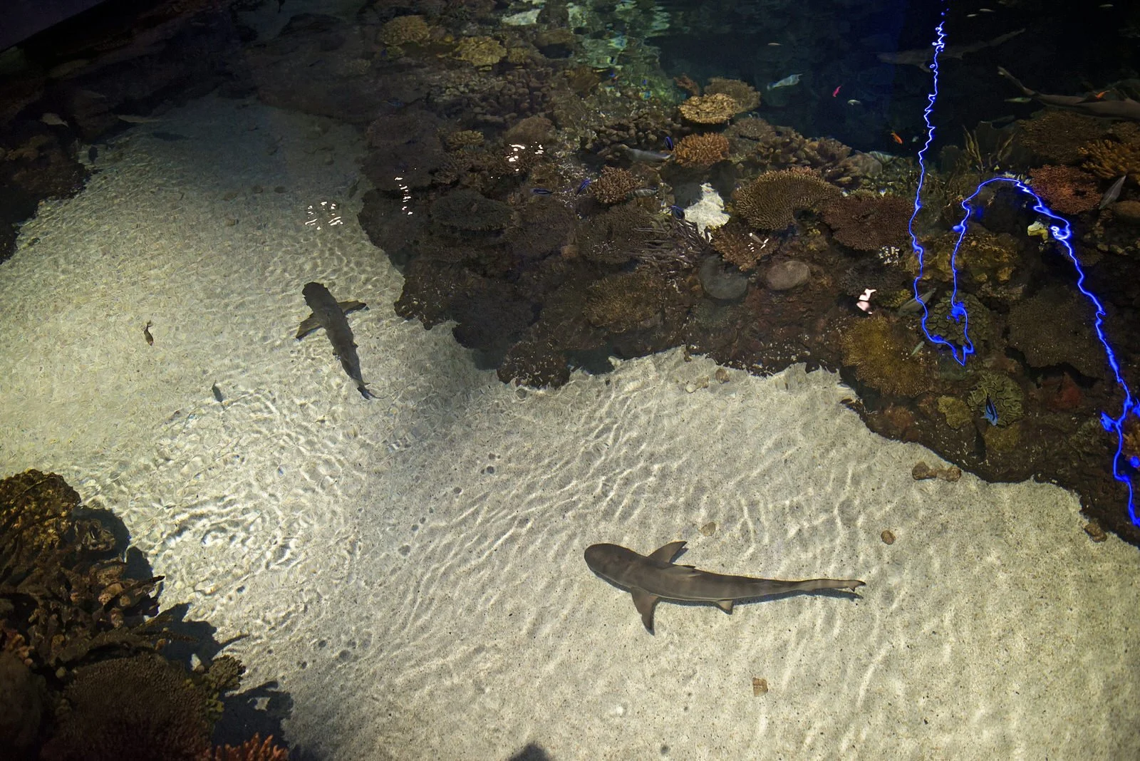 BaltimoreAquariumWedding-L'Oreal&Jeff1103.jpg
