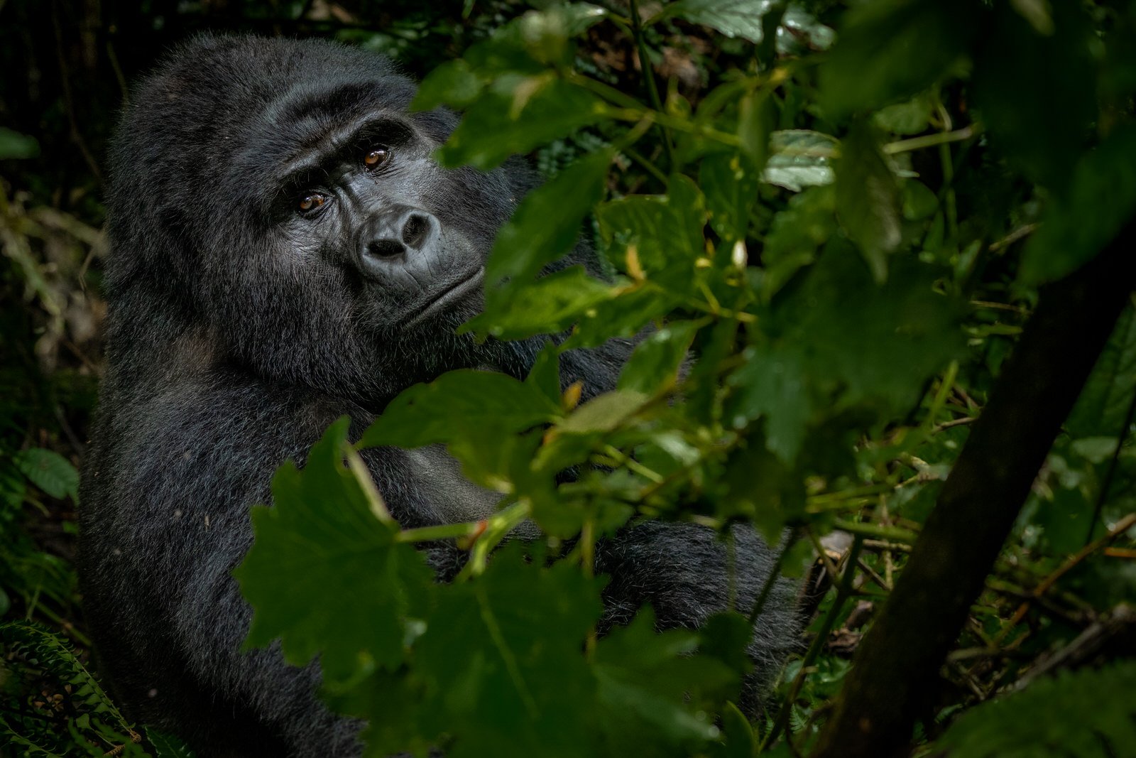 Bwindi_National_Park_Mountain_Gorilla_Nkuringo_Family_Feb_2022_Copyright_Kathleen_Ricker-1592.jpg